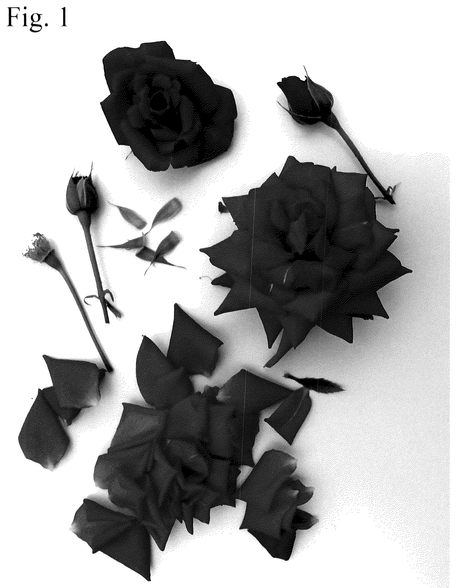 Patent USPP036776 — Rose plant named ‘Poulvic011’ — Figure 1