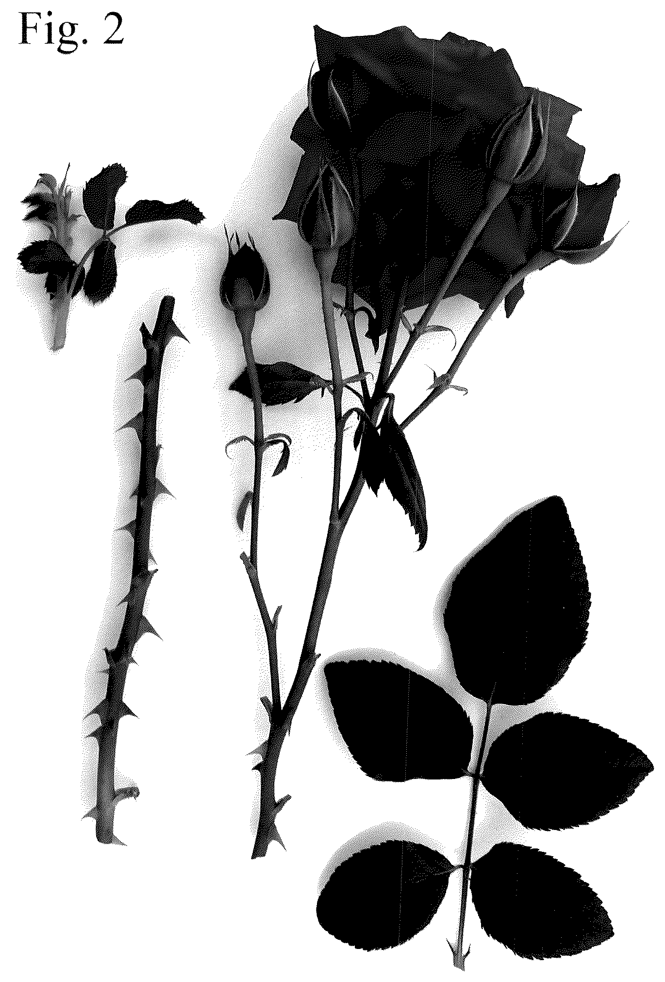Patent USPP036776 Figure 2 – Rose plant named ‘Poulvic011’