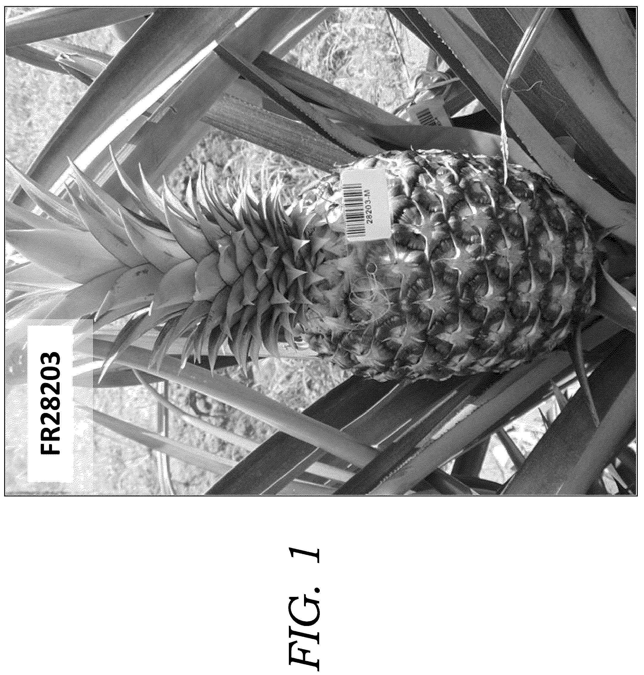 Patent USPP036777 Figure 1 – Pineapple plant named ‘FR28203’