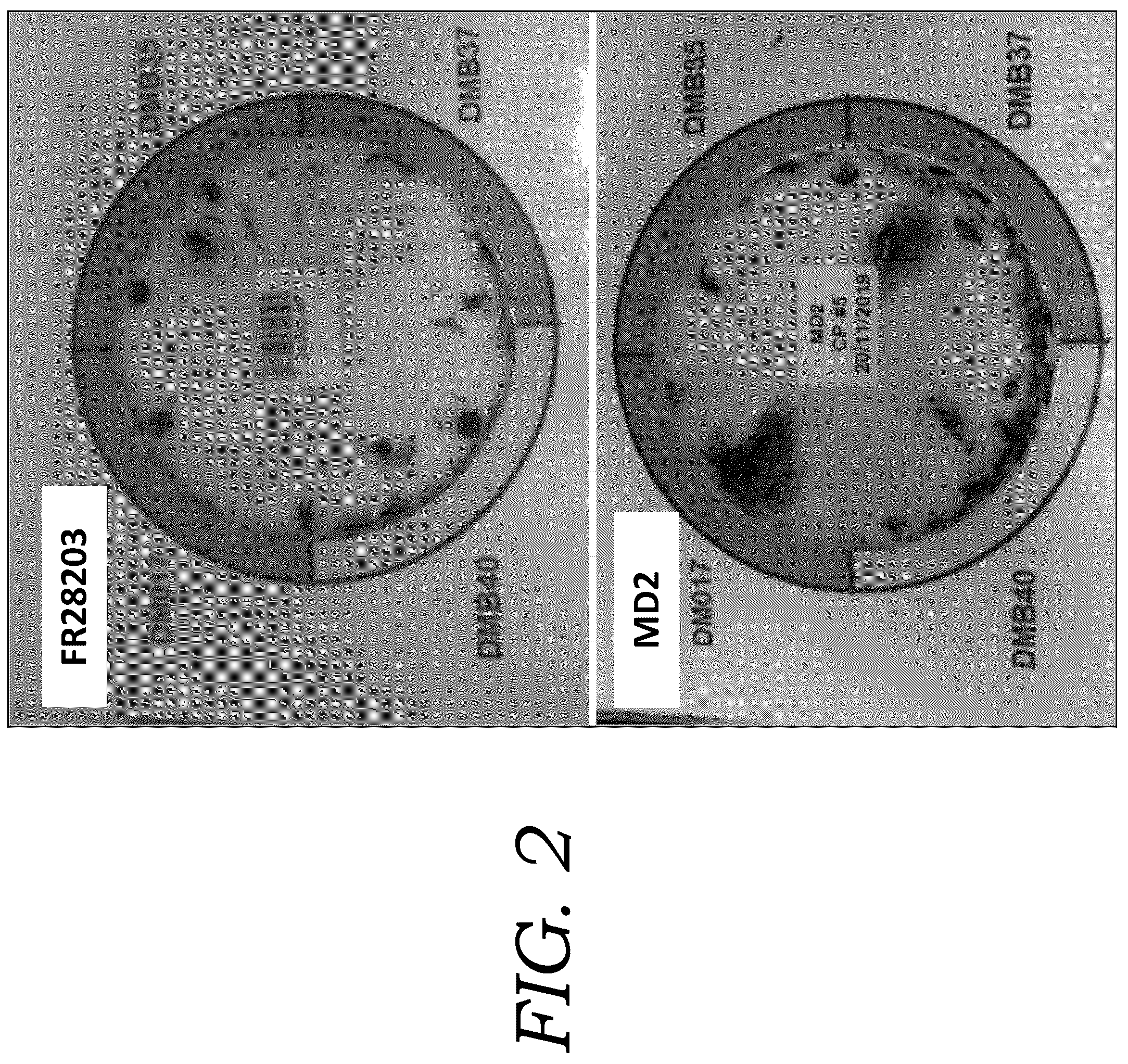 Patent USPP036777 Figure 2 – Pineapple plant named ‘FR28203’