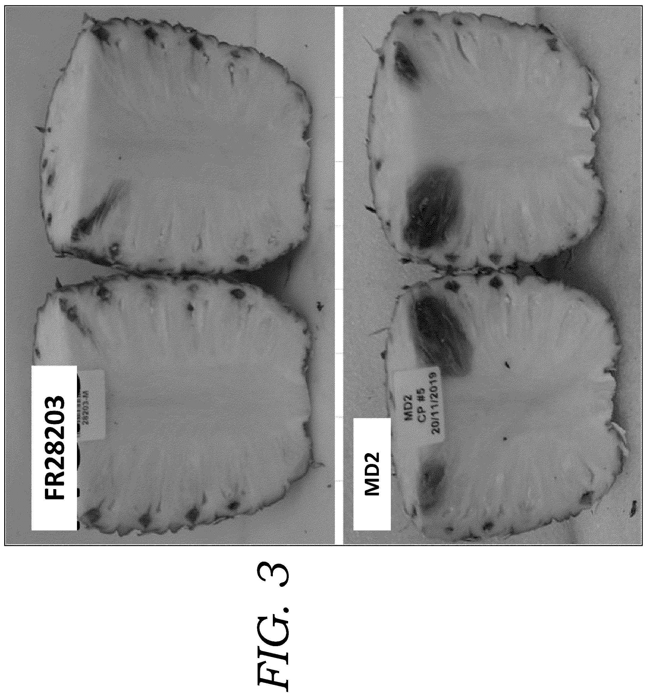 Patent USPP036777 Figure 3 – Pineapple plant named ‘FR28203’