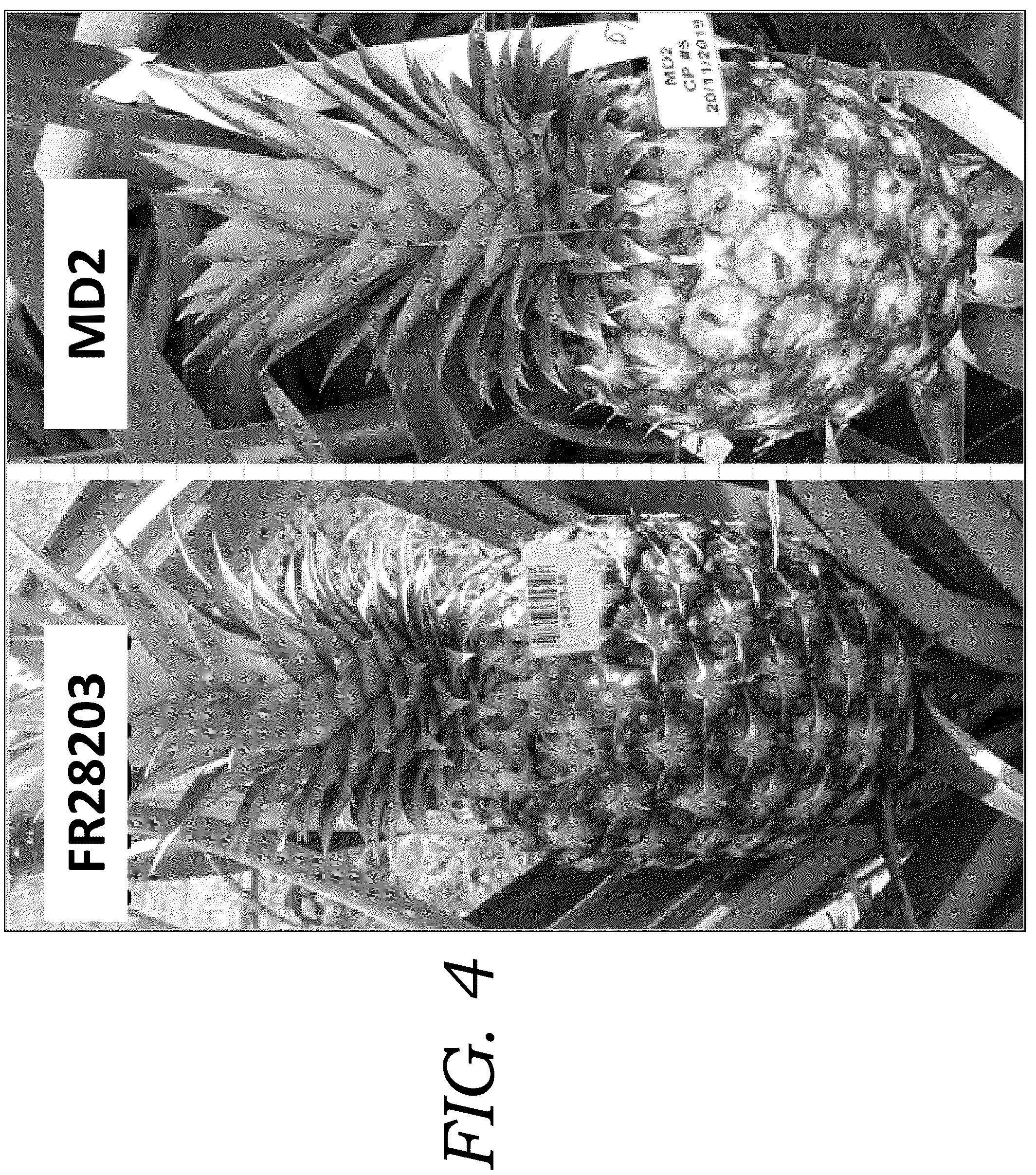 Patent USPP036777 Figure 4 – Pineapple plant named ‘FR28203’