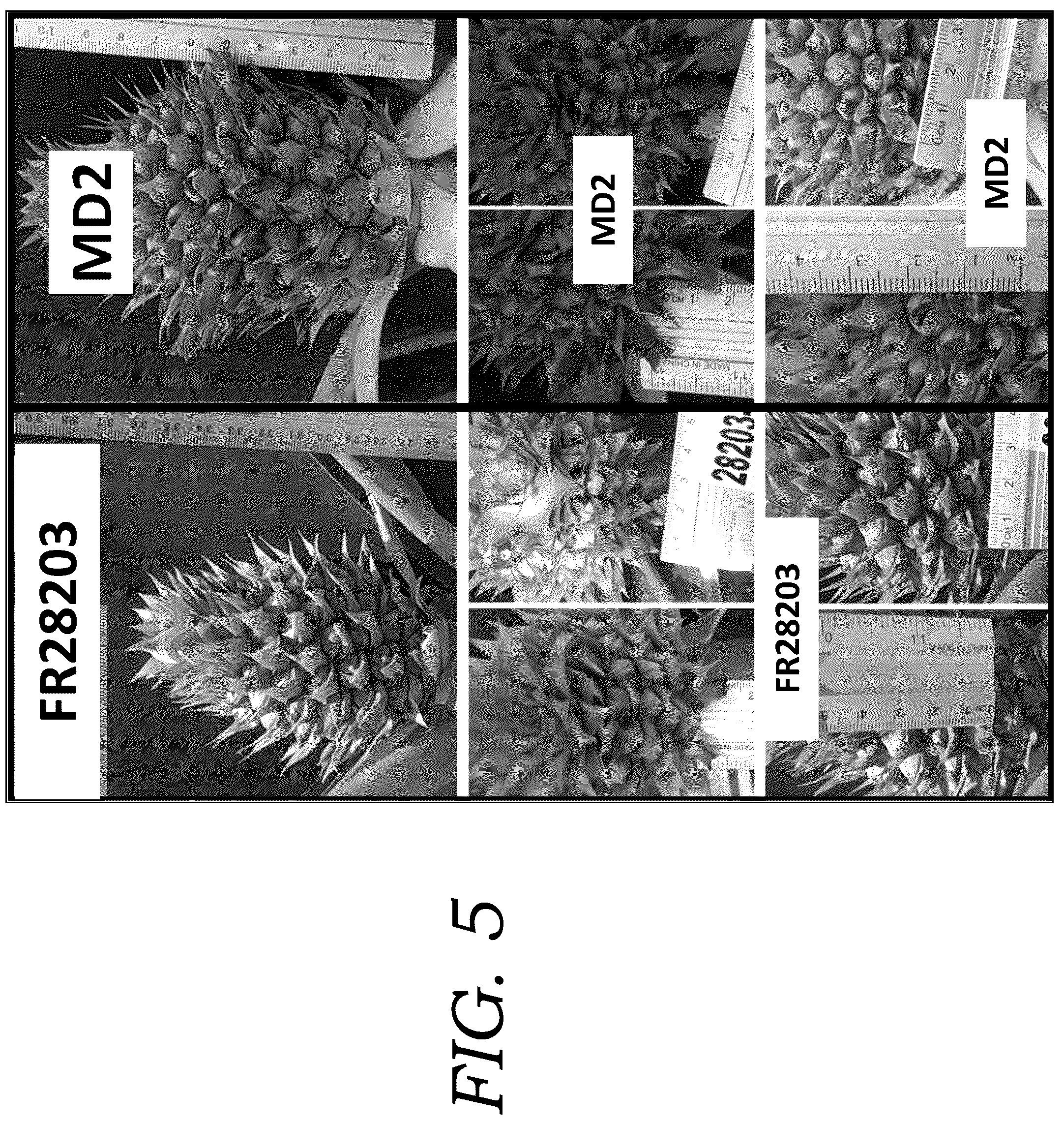 Patent USPP036777 Figure 5 – Pineapple plant named ‘FR28203’