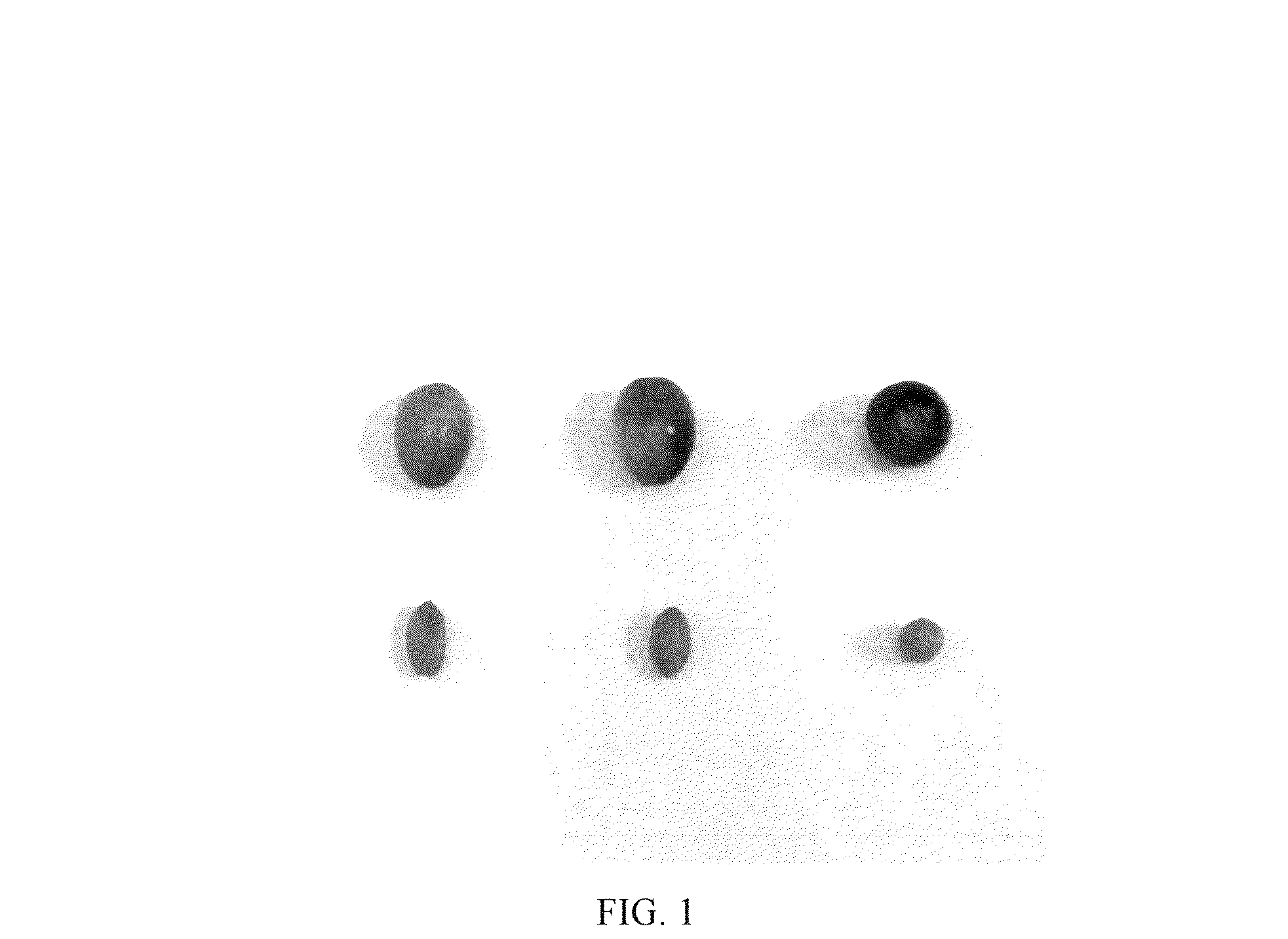 Patent USPP036778 Figure 1 – Olive tree named ‘I 100’