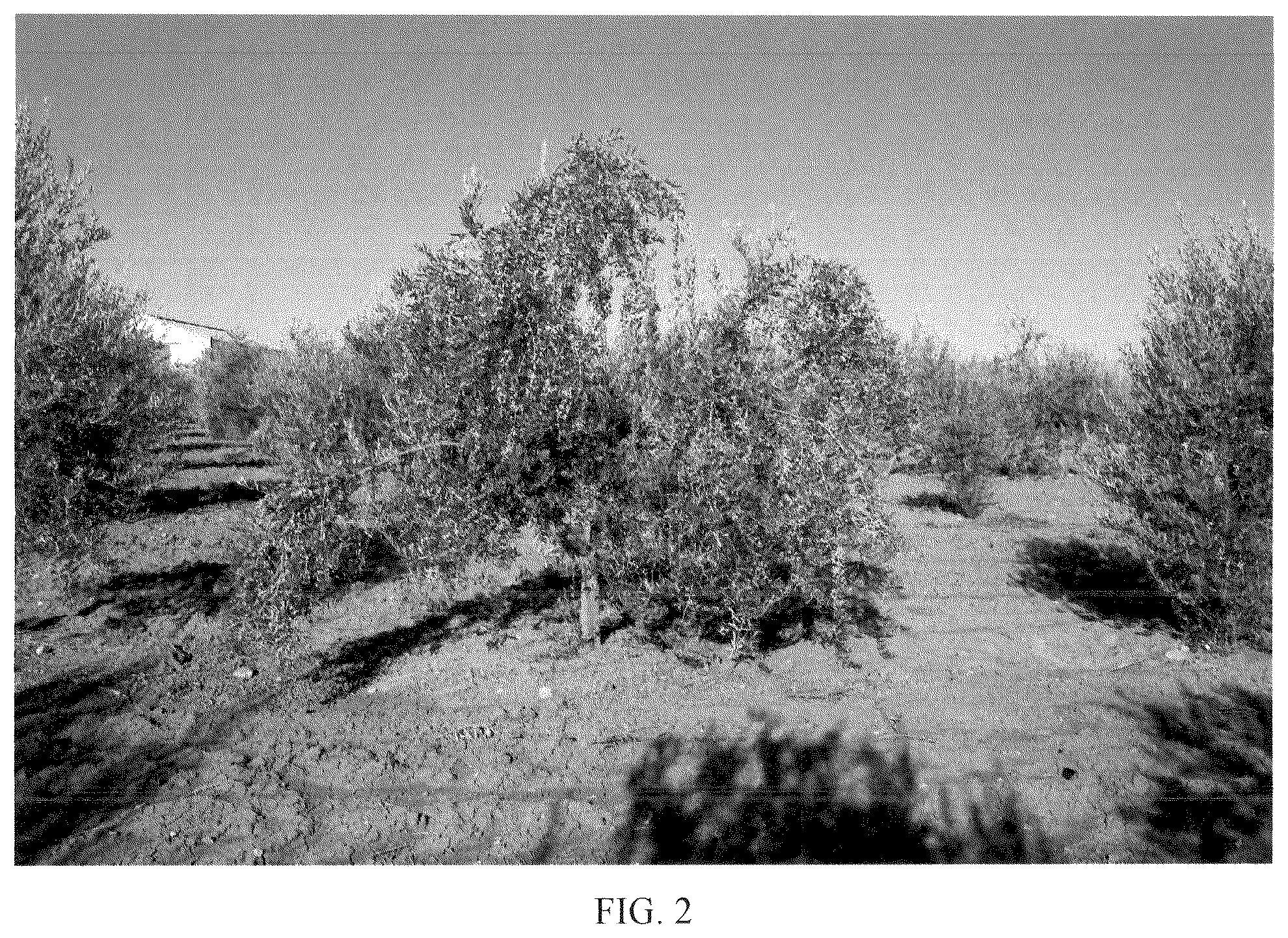 Patent USPP036778 Figure 2 – Olive tree named ‘I 100’