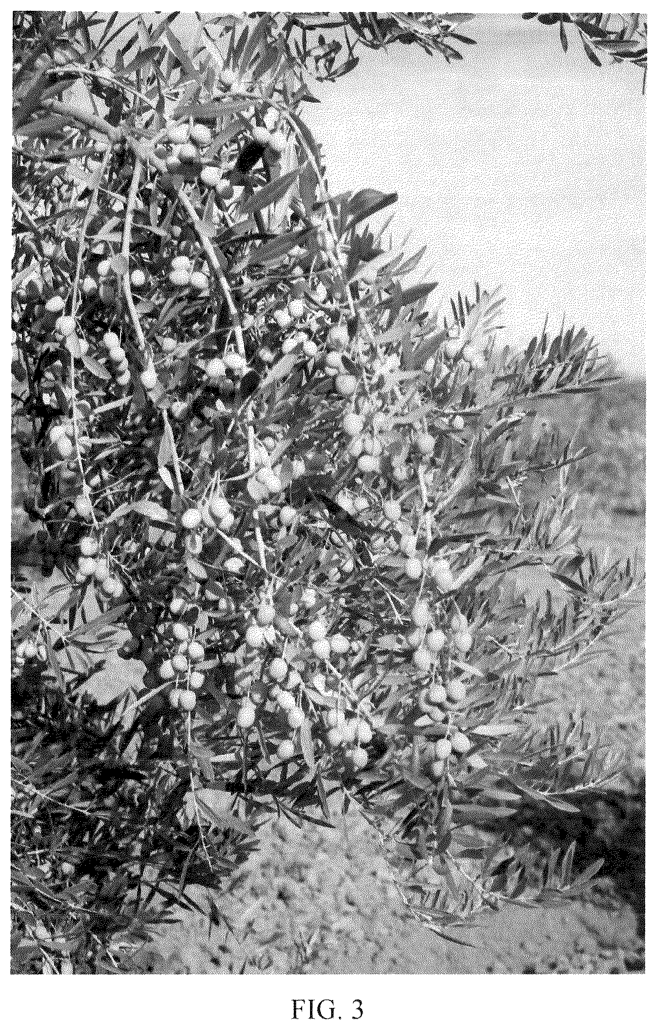 Patent USPP036778 Figure 3 – Olive tree named ‘I 100’