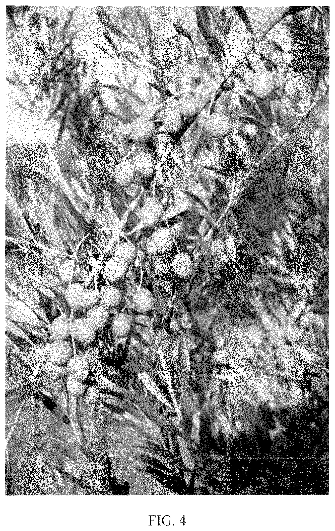 Patent USPP036778 Figure 4 – Olive tree named ‘I 100’