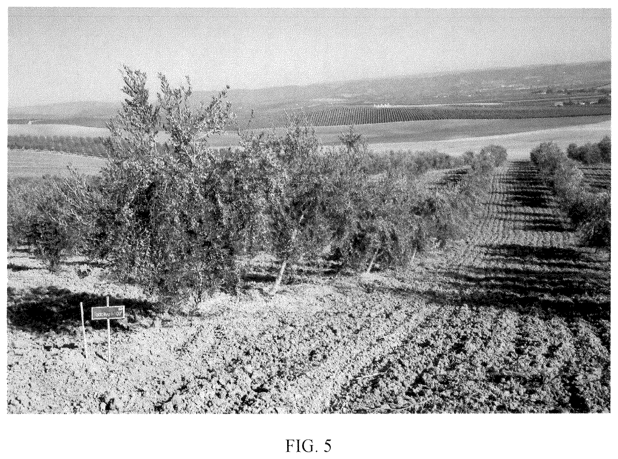 Patent USPP036778 Figure 5 – Olive tree named ‘I 100’