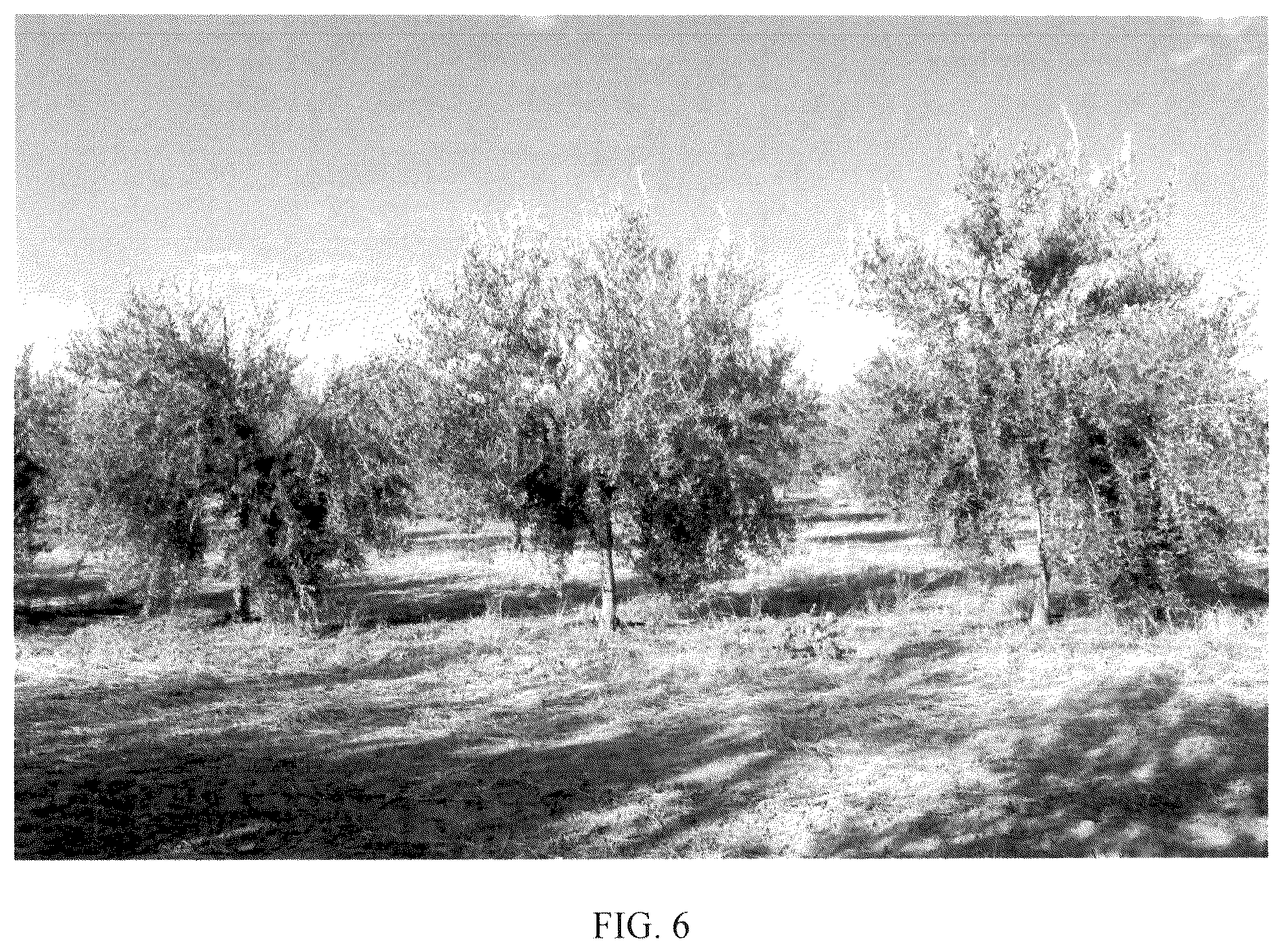 Patent USPP036778 Figure 6 – Olive tree named ‘I 100’