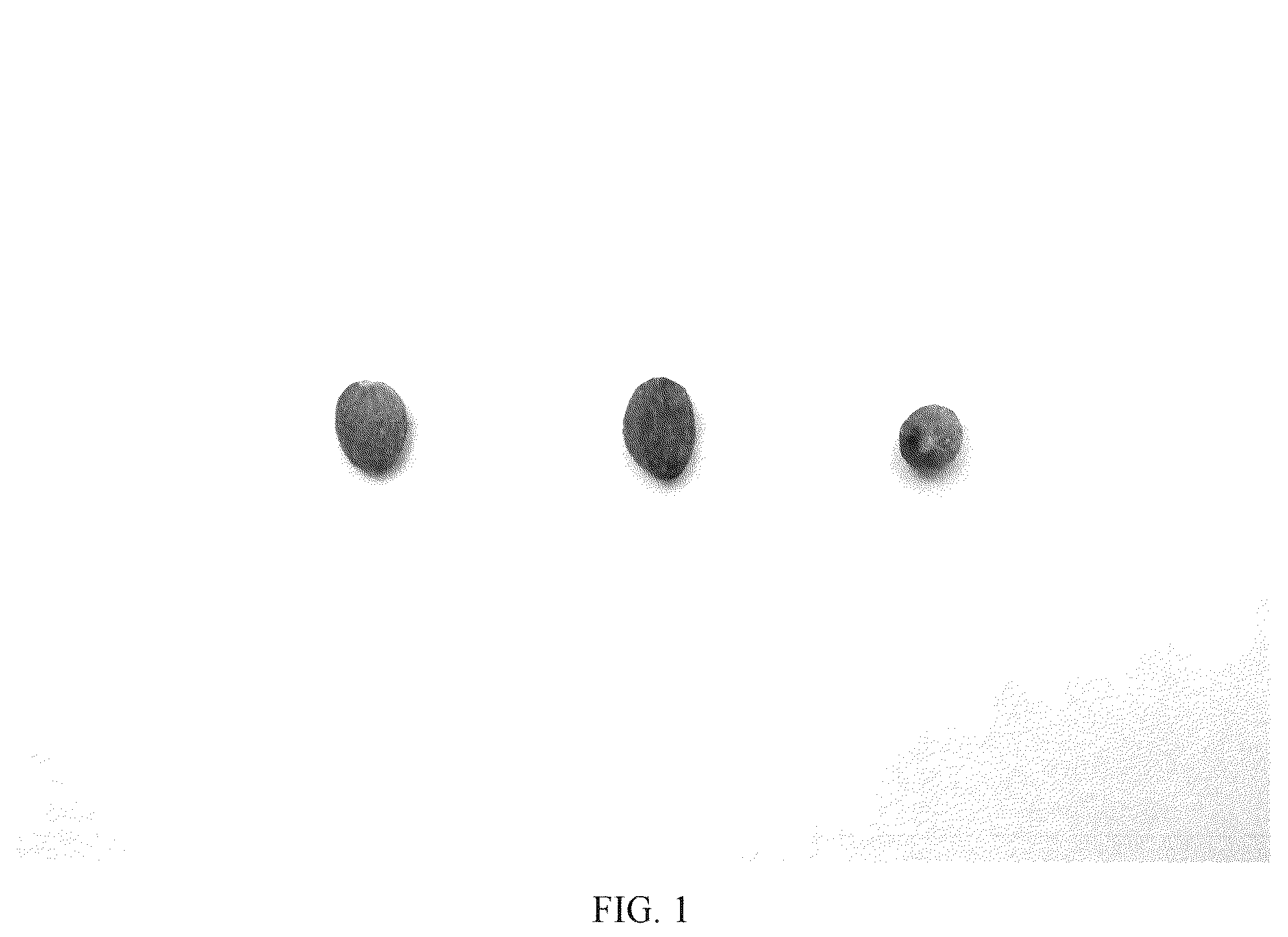 Patent USPP036779 Figure 1 – Olive tree named ‘I 25’