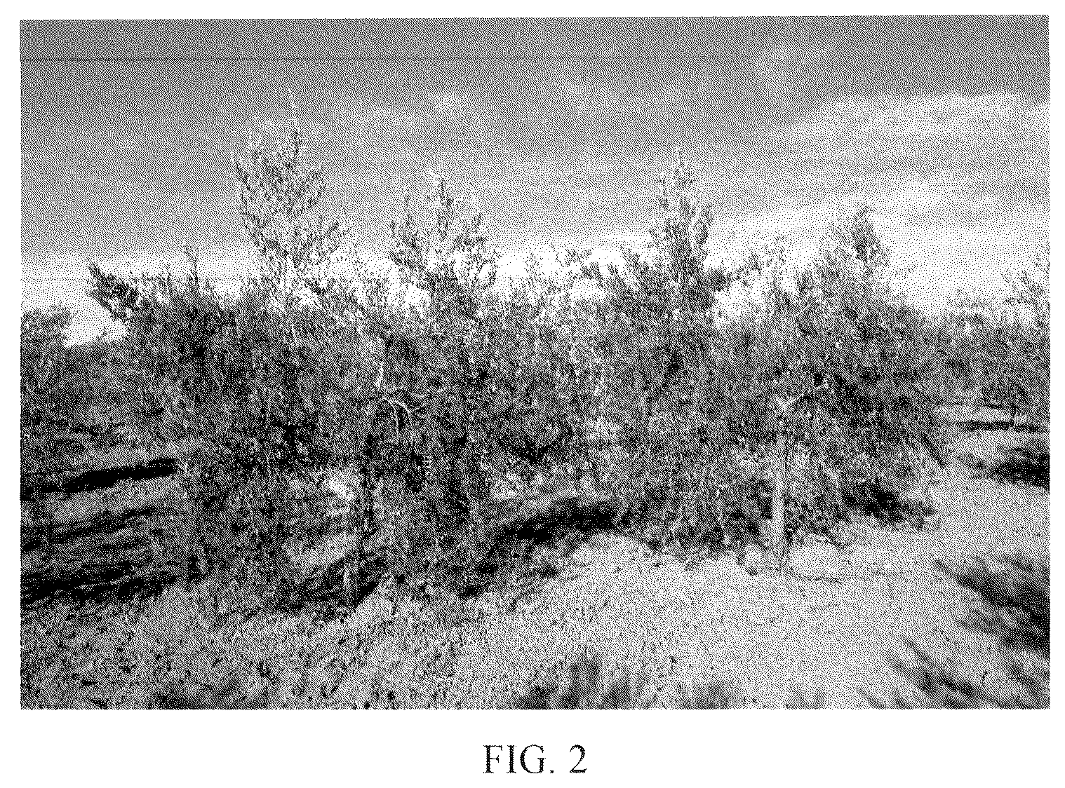 Patent USPP036779 Figure 2 – Olive tree named ‘I 25’
