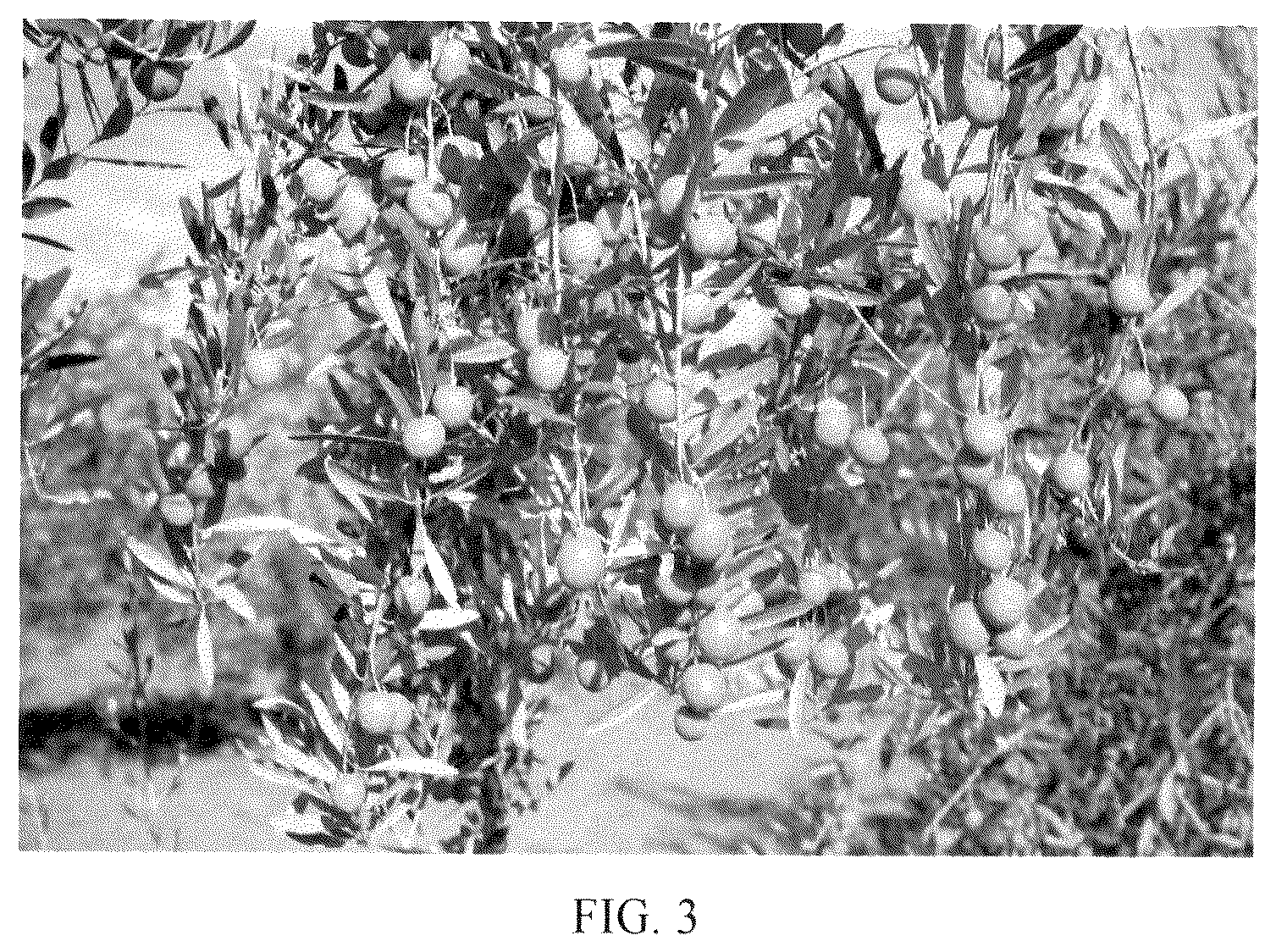 Patent USPP036779 Figure 3 – Olive tree named ‘I 25’