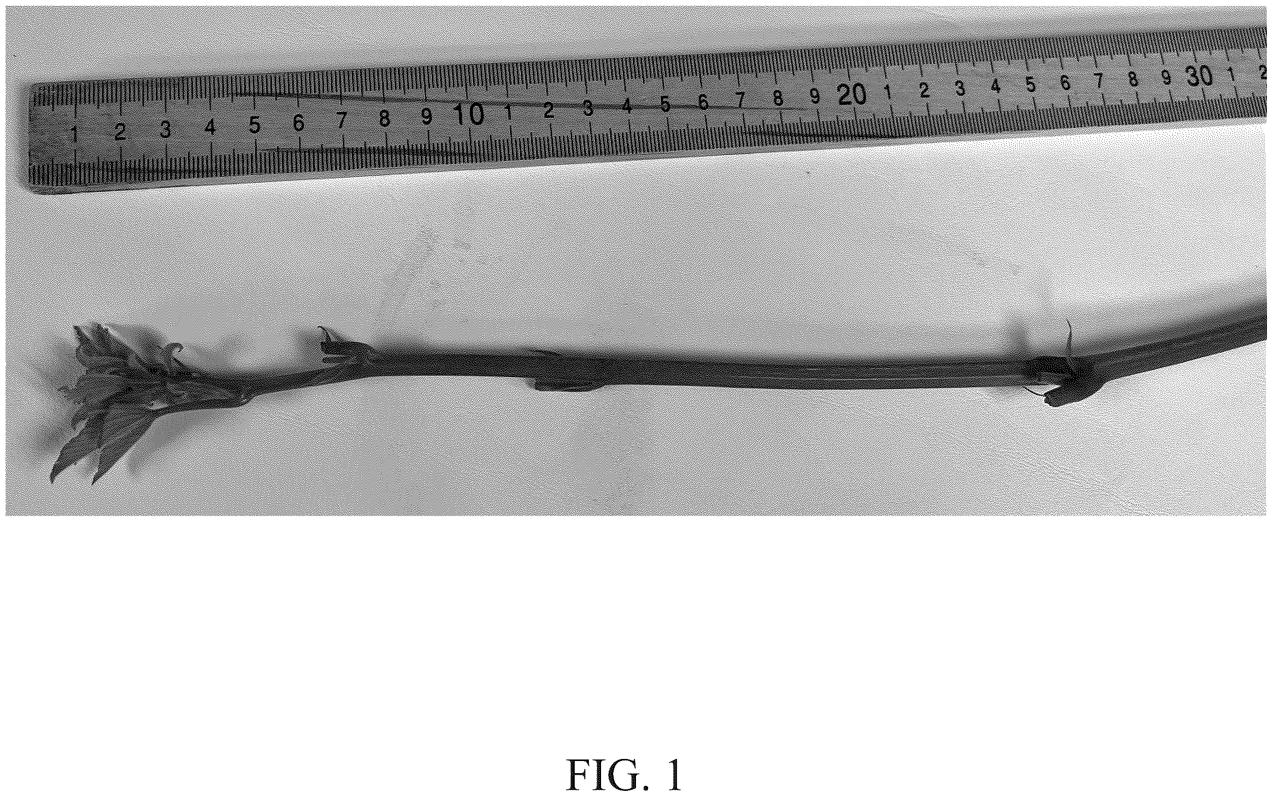 Patent USPP036780 Figure 1 – Blackberry plant named ‘DrisBlackThirtyFour’