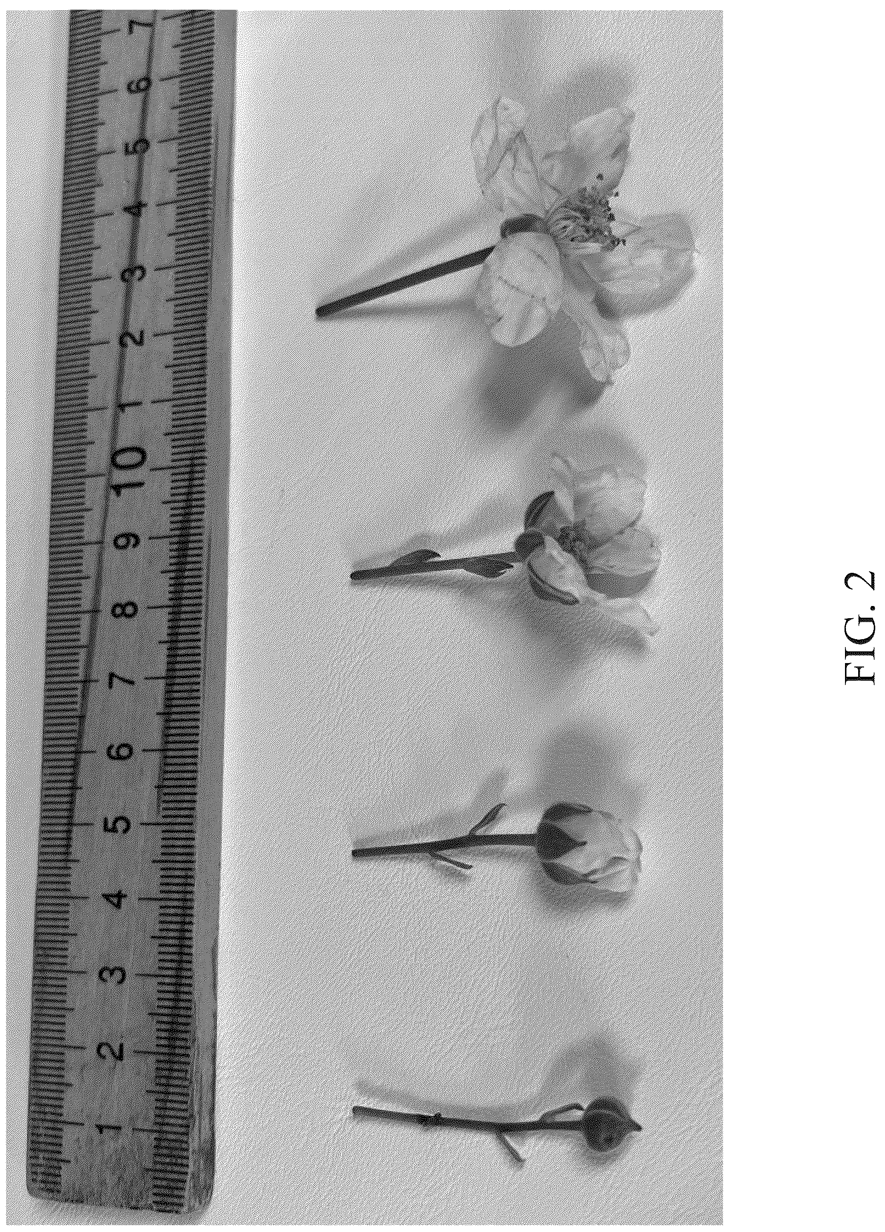 Patent USPP036780 Figure 2 – Blackberry plant named ‘DrisBlackThirtyFour’