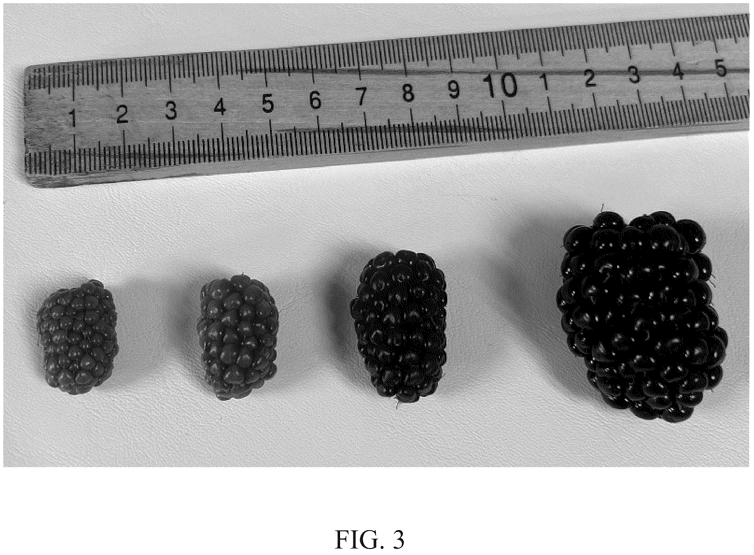 Patent USPP036780 Figure 3 – Blackberry plant named ‘DrisBlackThirtyFour’
