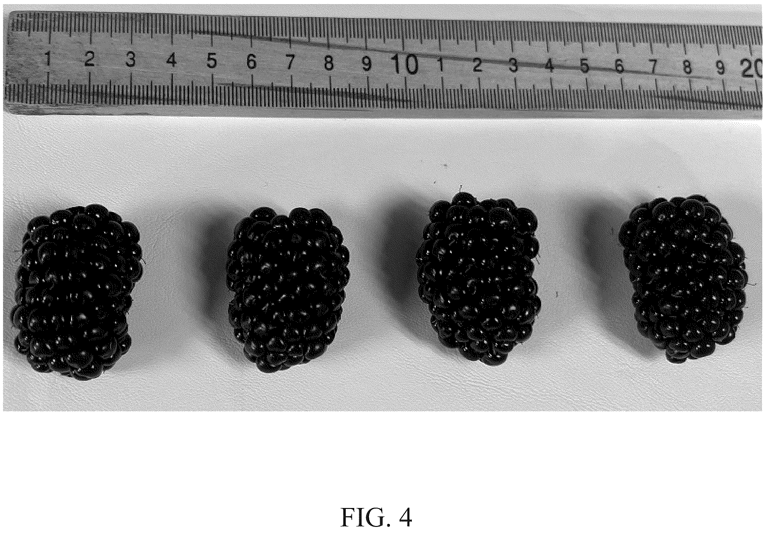Patent USPP036780 Figure 4 – Blackberry plant named ‘DrisBlackThirtyFour’
