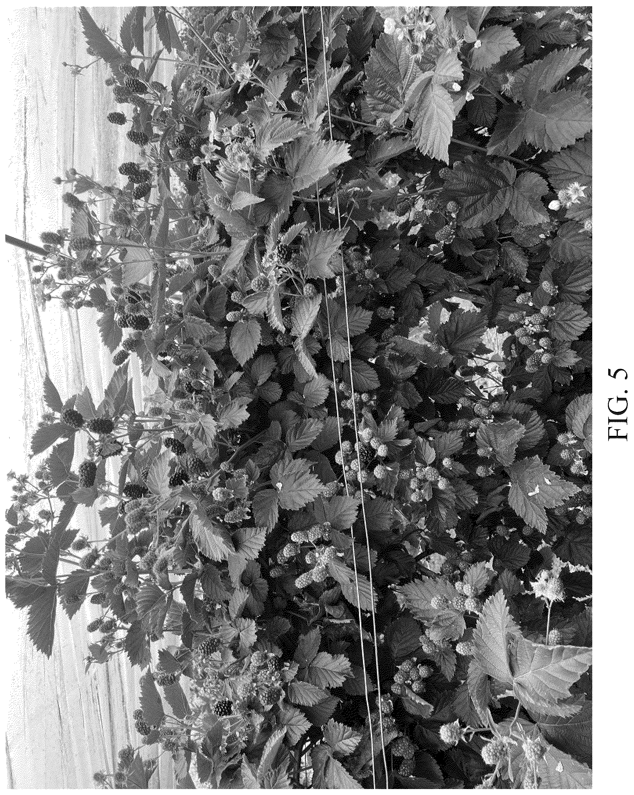 Patent USPP036780 Figure 5 – Blackberry plant named ‘DrisBlackThirtyFour’