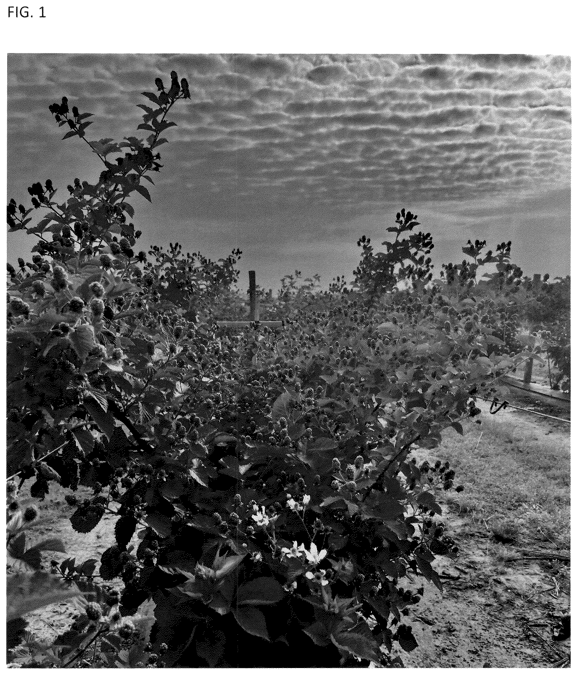 Patent USPP036781 Figure 1 – Blackberry plant named ‘A-2718T’