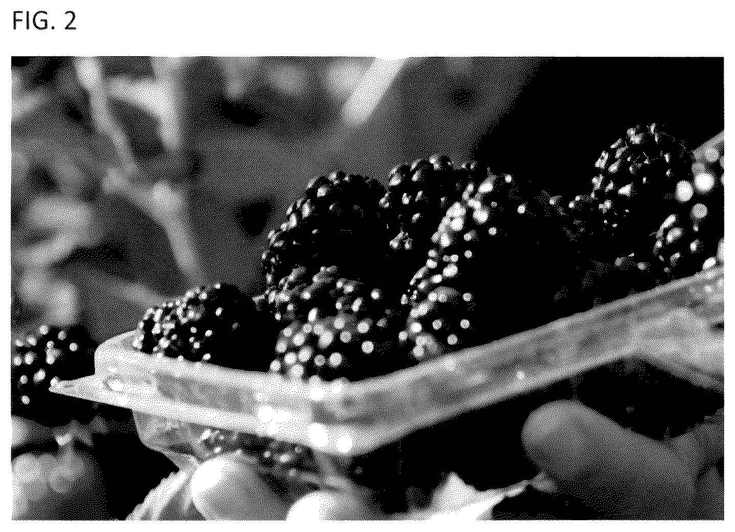 Patent USPP036781 Figure 2 – Blackberry plant named ‘A-2718T’