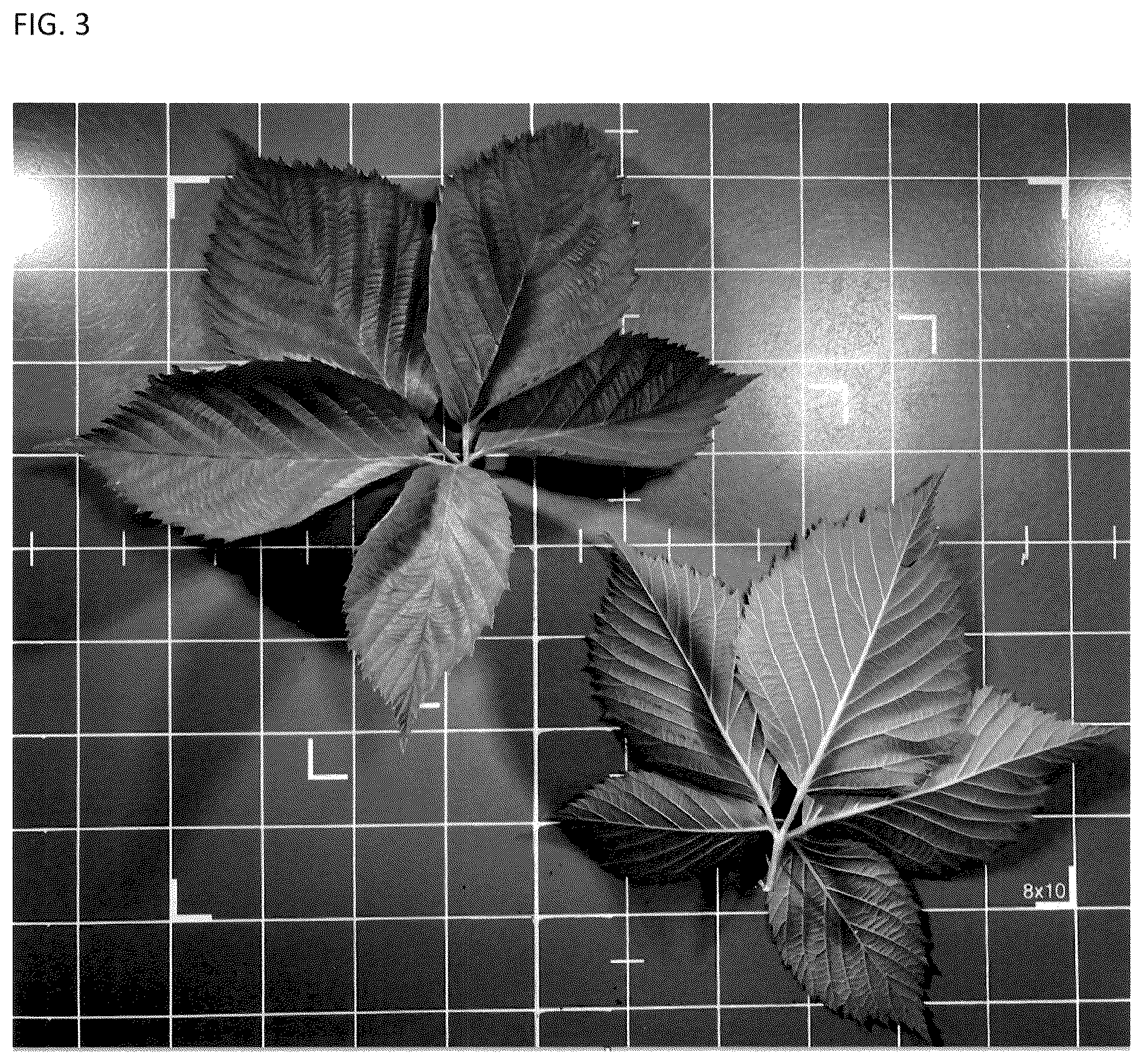 Patent USPP036781 Figure 3 – Blackberry plant named ‘A-2718T’