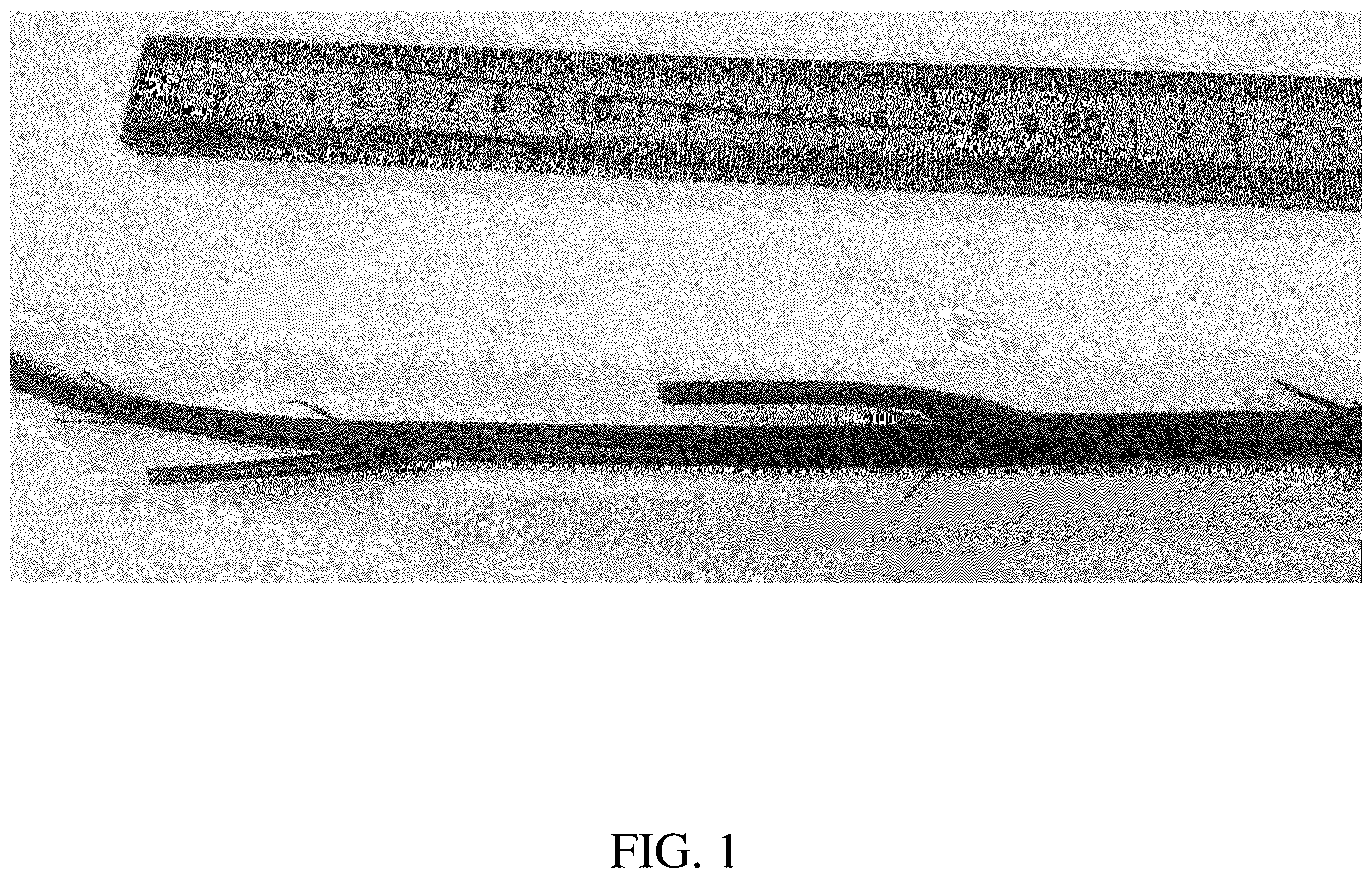 Patent USPP036782 Figure 1 – Blackberry plant named ‘DrisBlackThirtyFive’