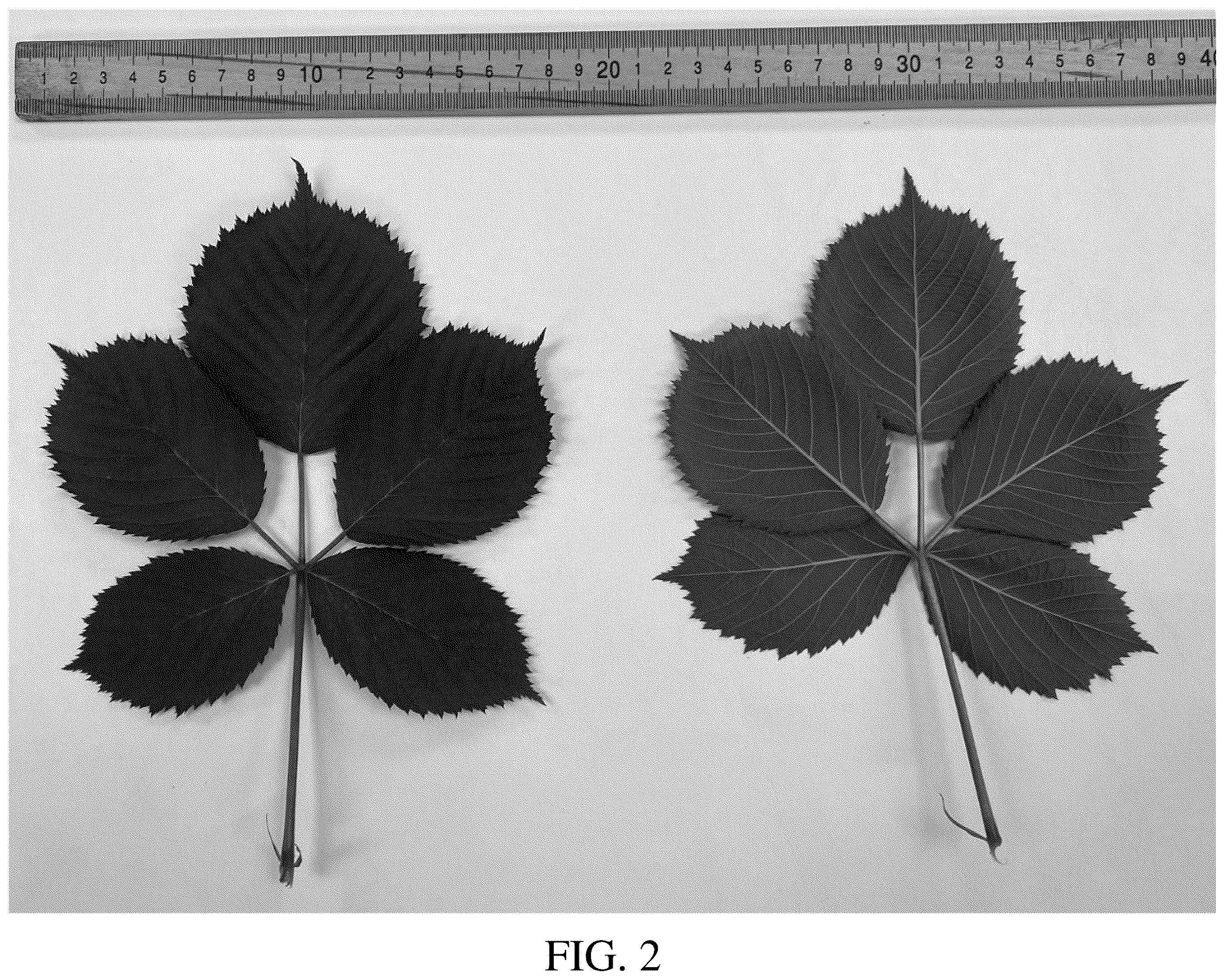 Patent USPP036782 Figure 2 – Blackberry plant named ‘DrisBlackThirtyFive’