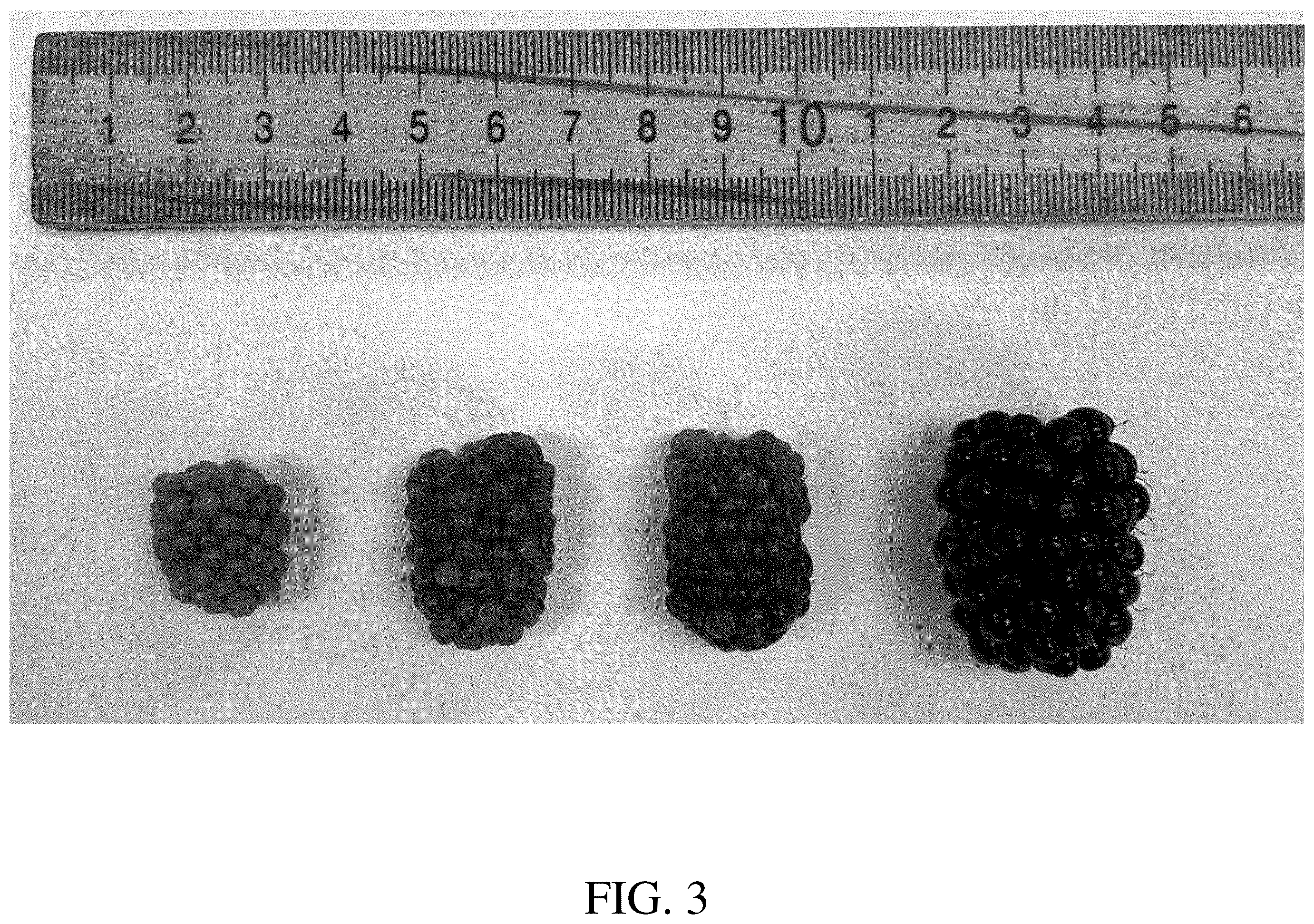 Patent USPP036782 Figure 3 – Blackberry plant named ‘DrisBlackThirtyFive’