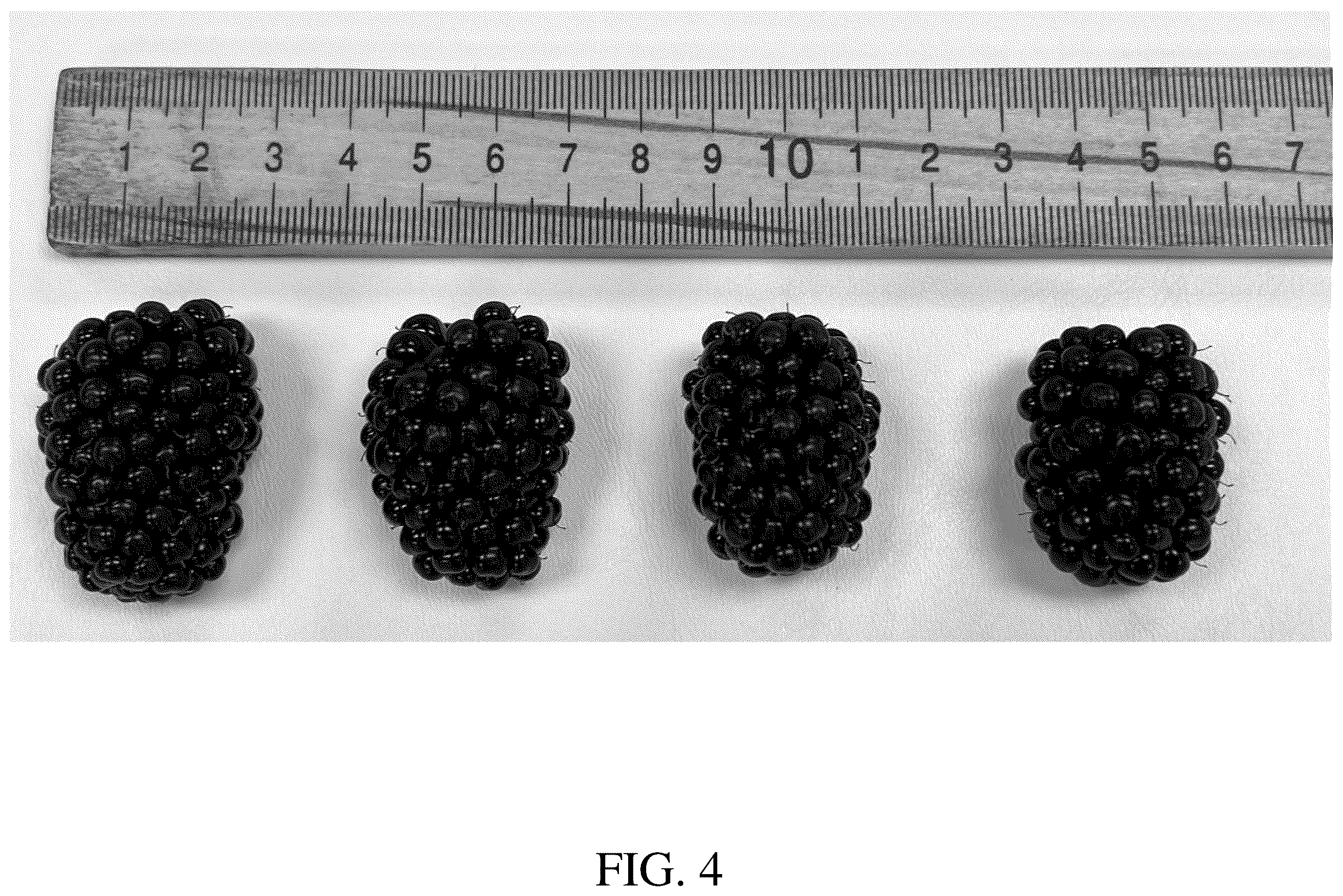 Patent USPP036782 Figure 4 – Blackberry plant named ‘DrisBlackThirtyFive’