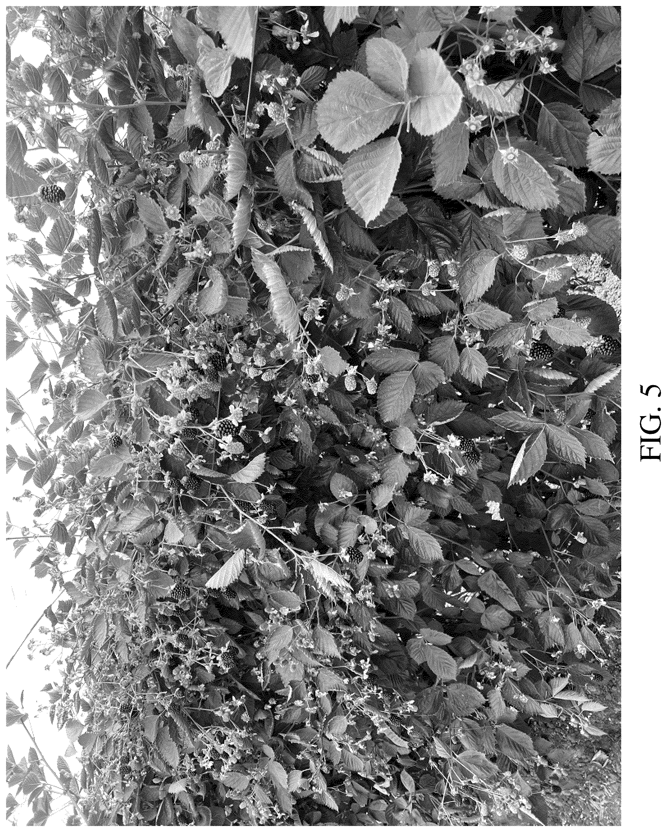Patent USPP036782 Figure 5 – Blackberry plant named ‘DrisBlackThirtyFive’