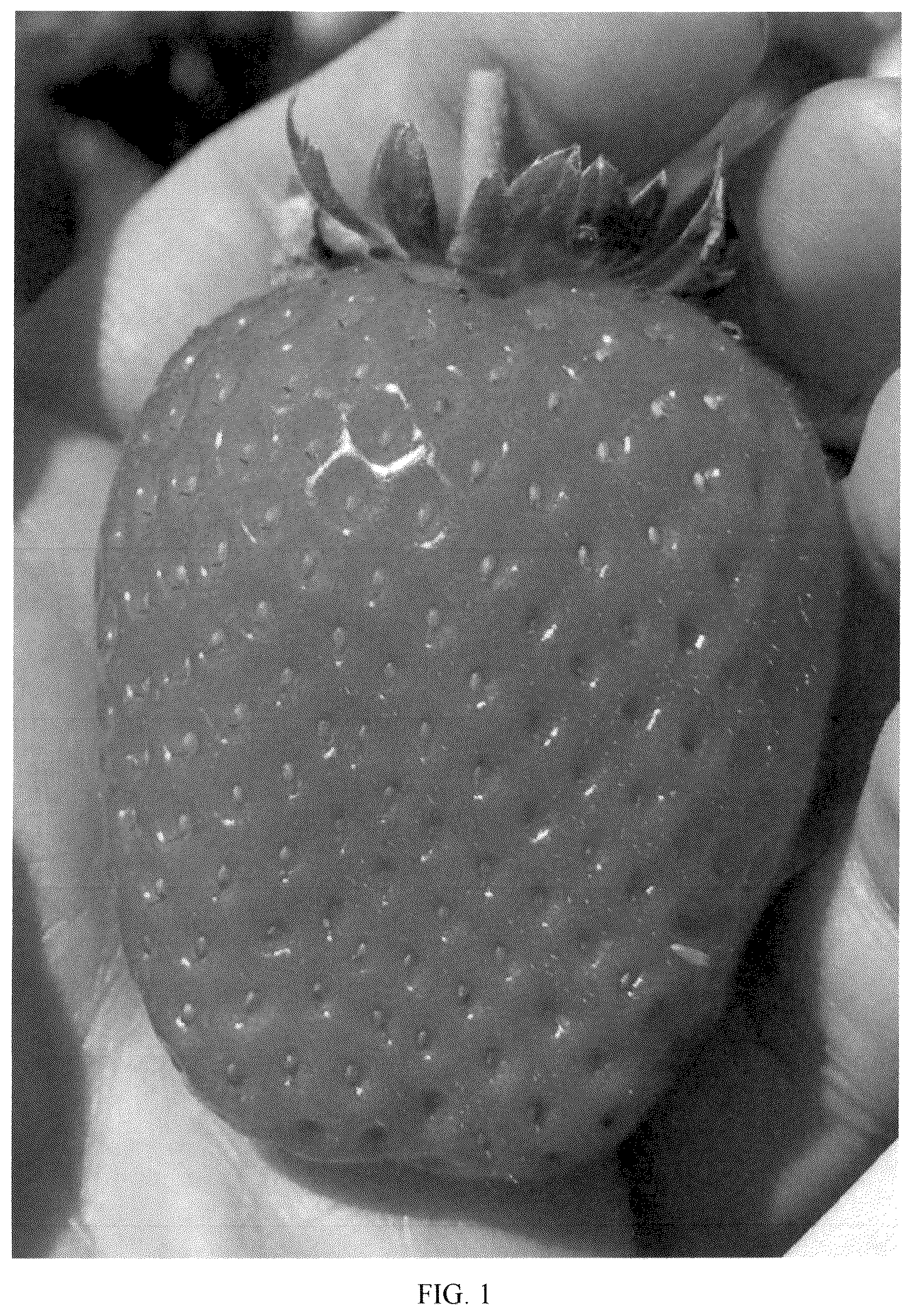 Patent USPP036783 Figure 1 – Strawberry plant named ‘Plared 19140’