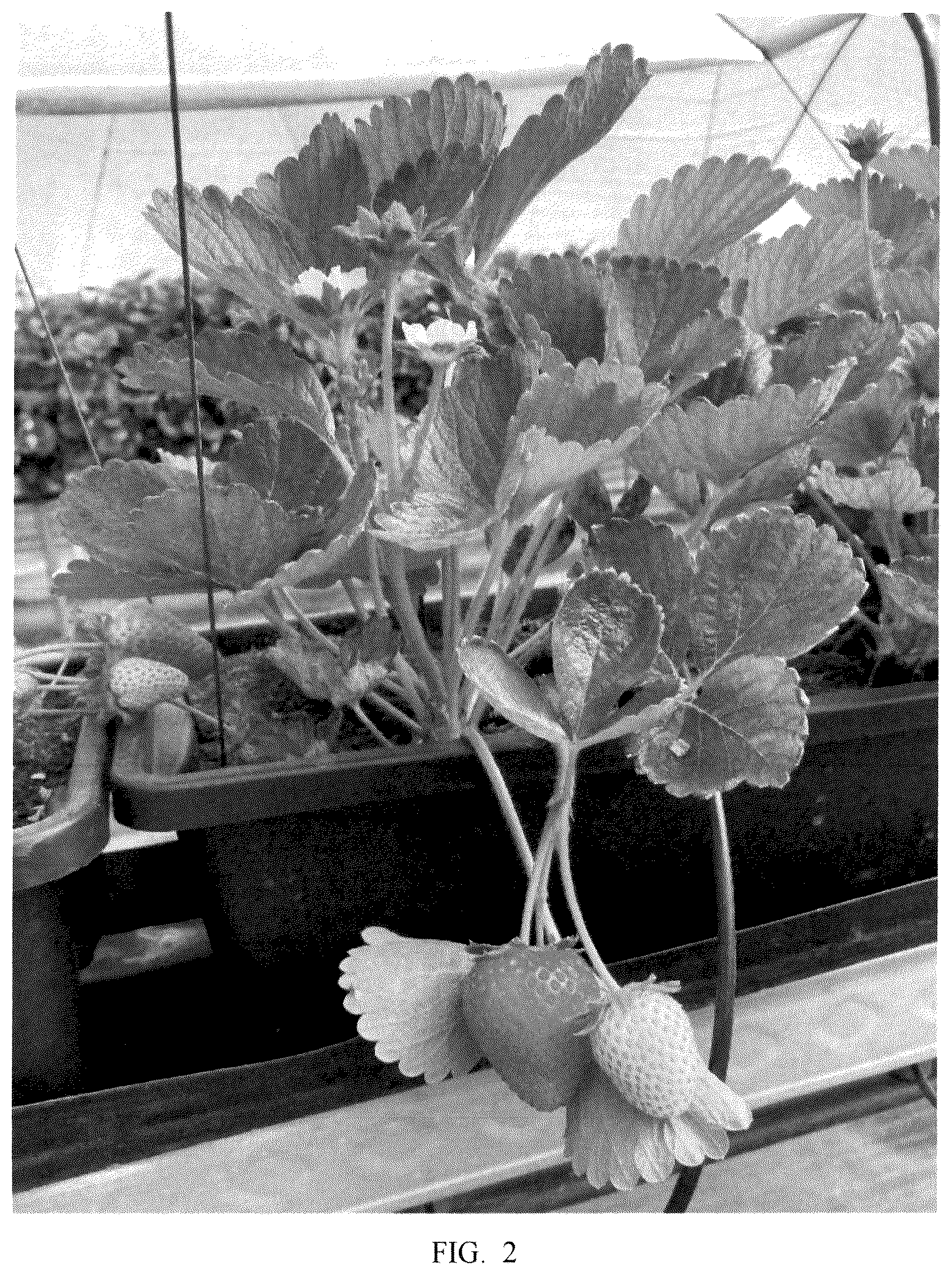 Patent USPP036783 Figure 2 – Strawberry plant named ‘Plared 19140’