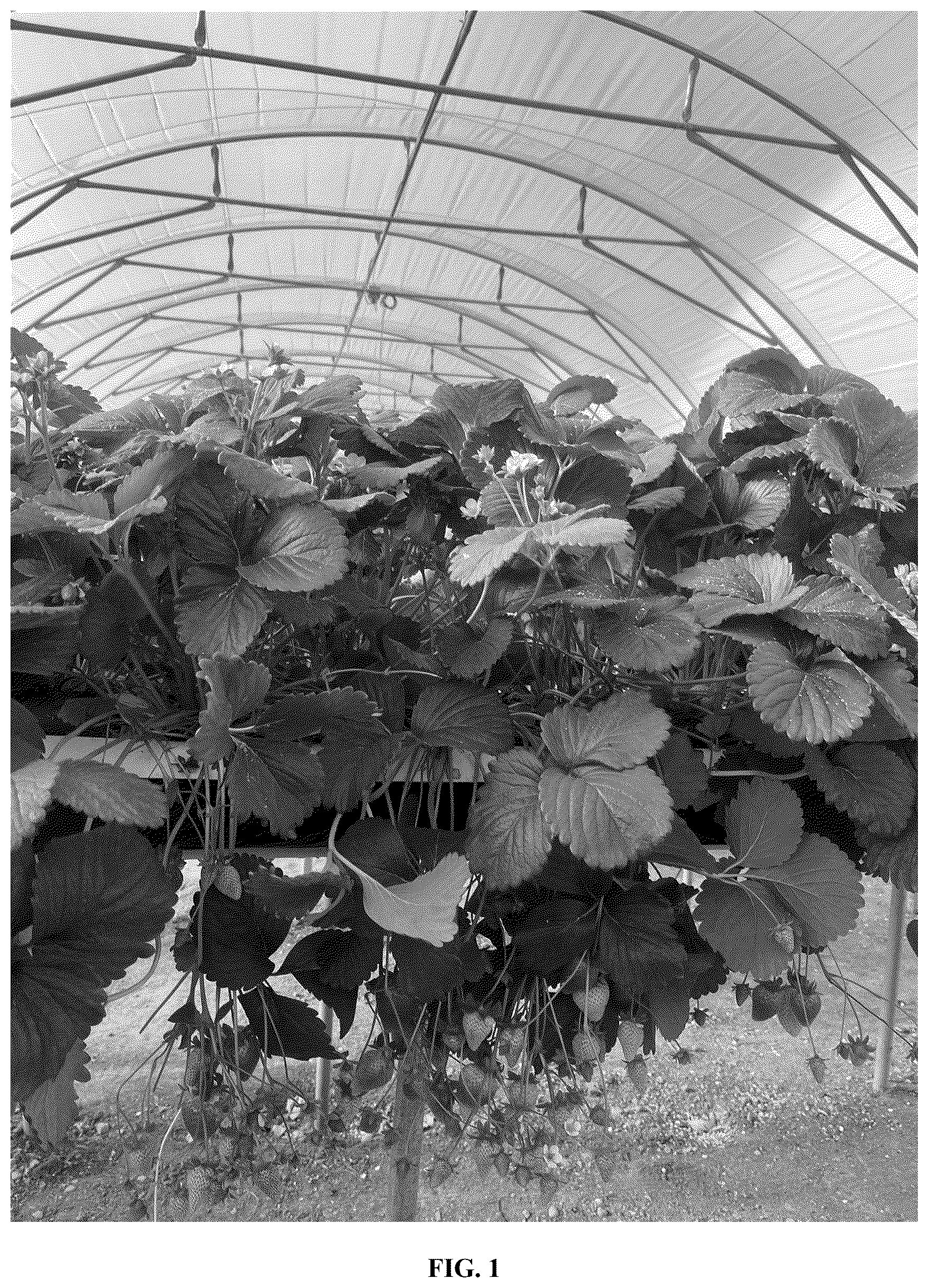Patent USPP036784 Figure 1 – Strawberry plant named ‘Lady Grace’