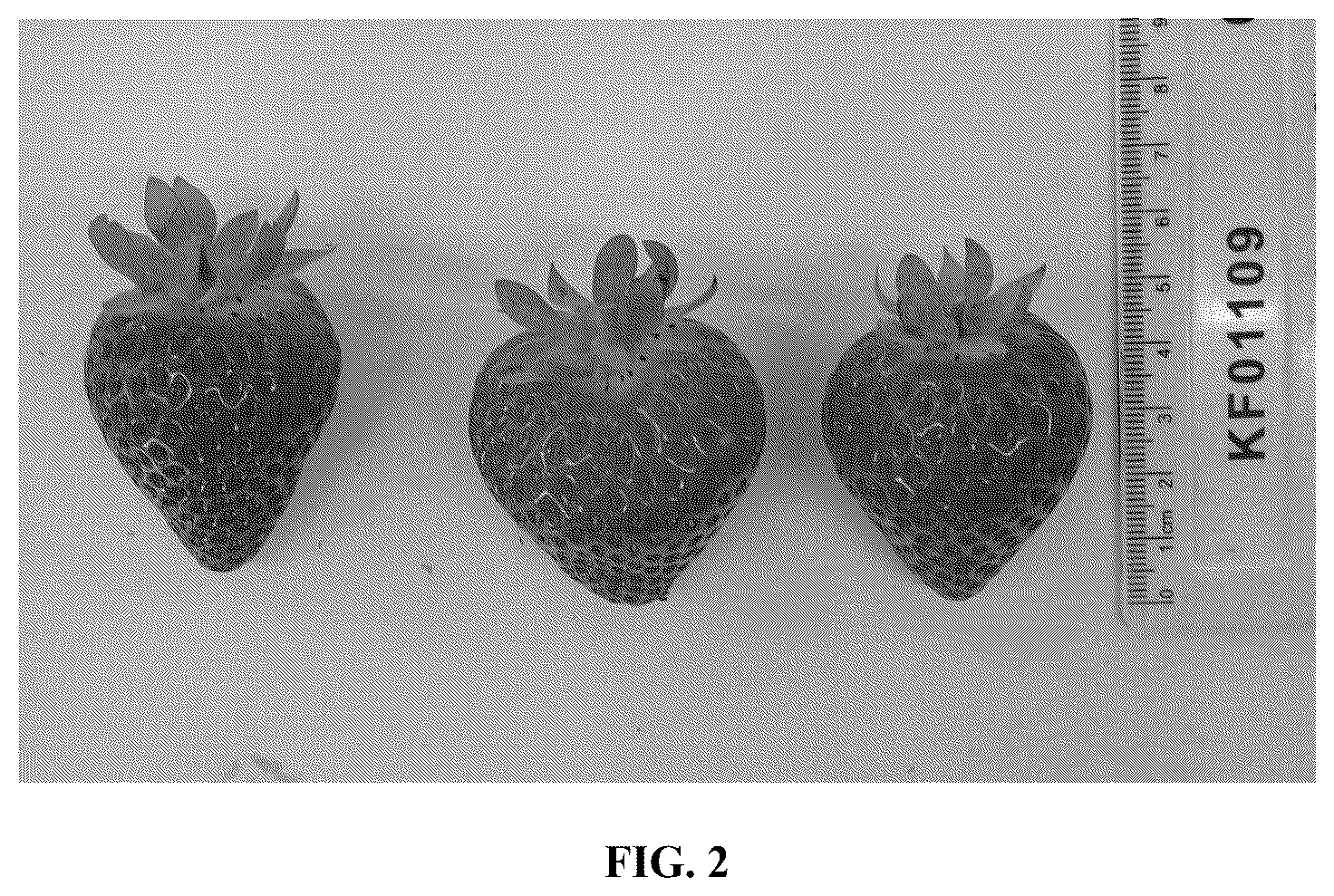 Patent USPP036784 Figure 2 – Strawberry plant named ‘Lady Grace’