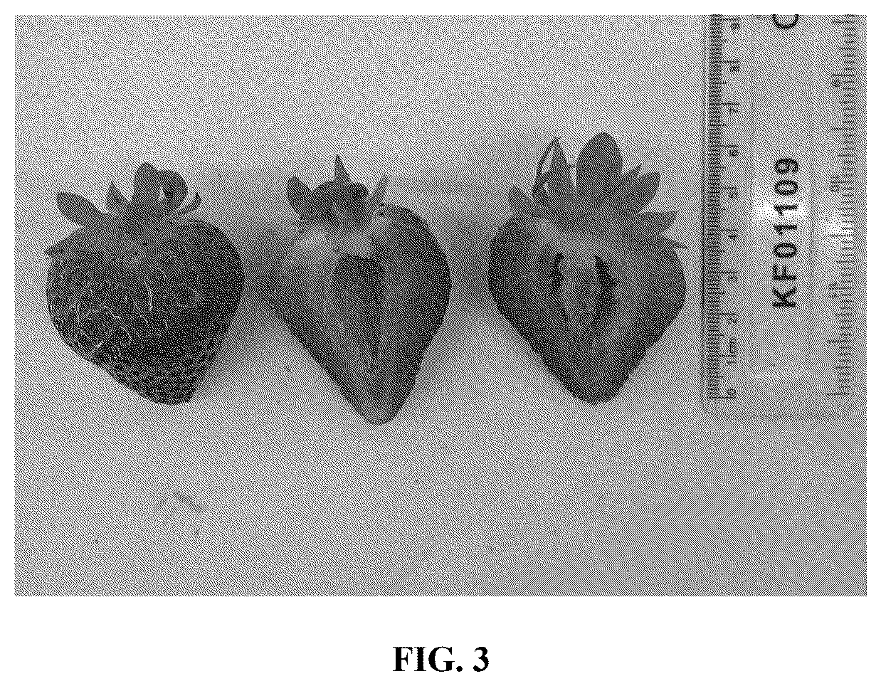 Patent USPP036784 Figure 3 – Strawberry plant named ‘Lady Grace’