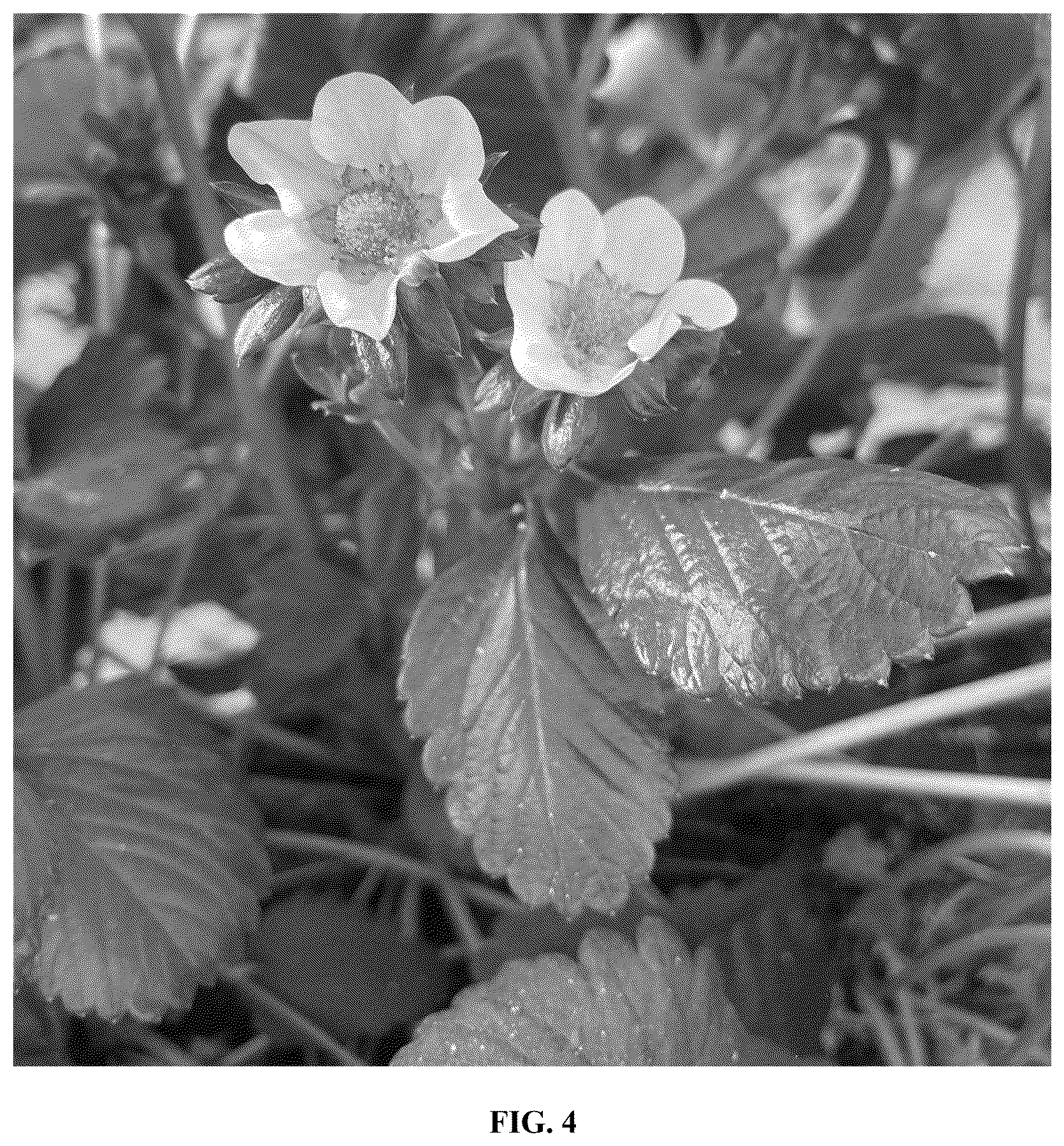 Patent USPP036784 Figure 4 – Strawberry plant named ‘Lady Grace’