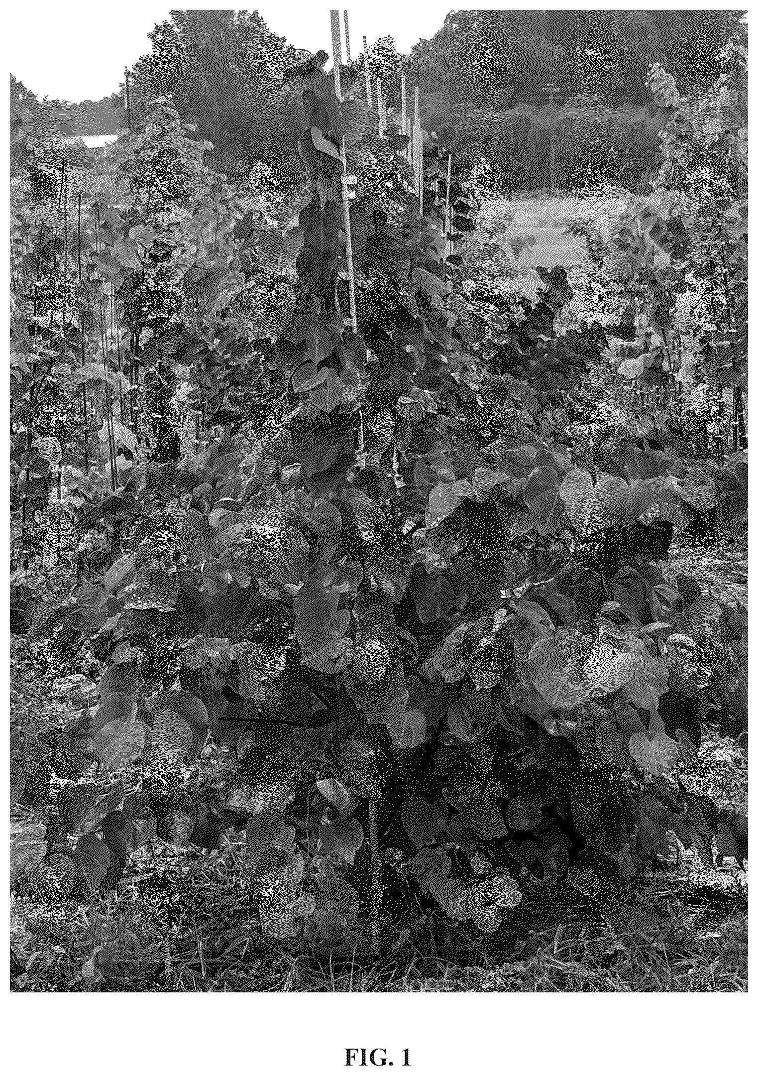 Patent USPP036785 — Cercis plant named ‘JN100’ — Figure 1