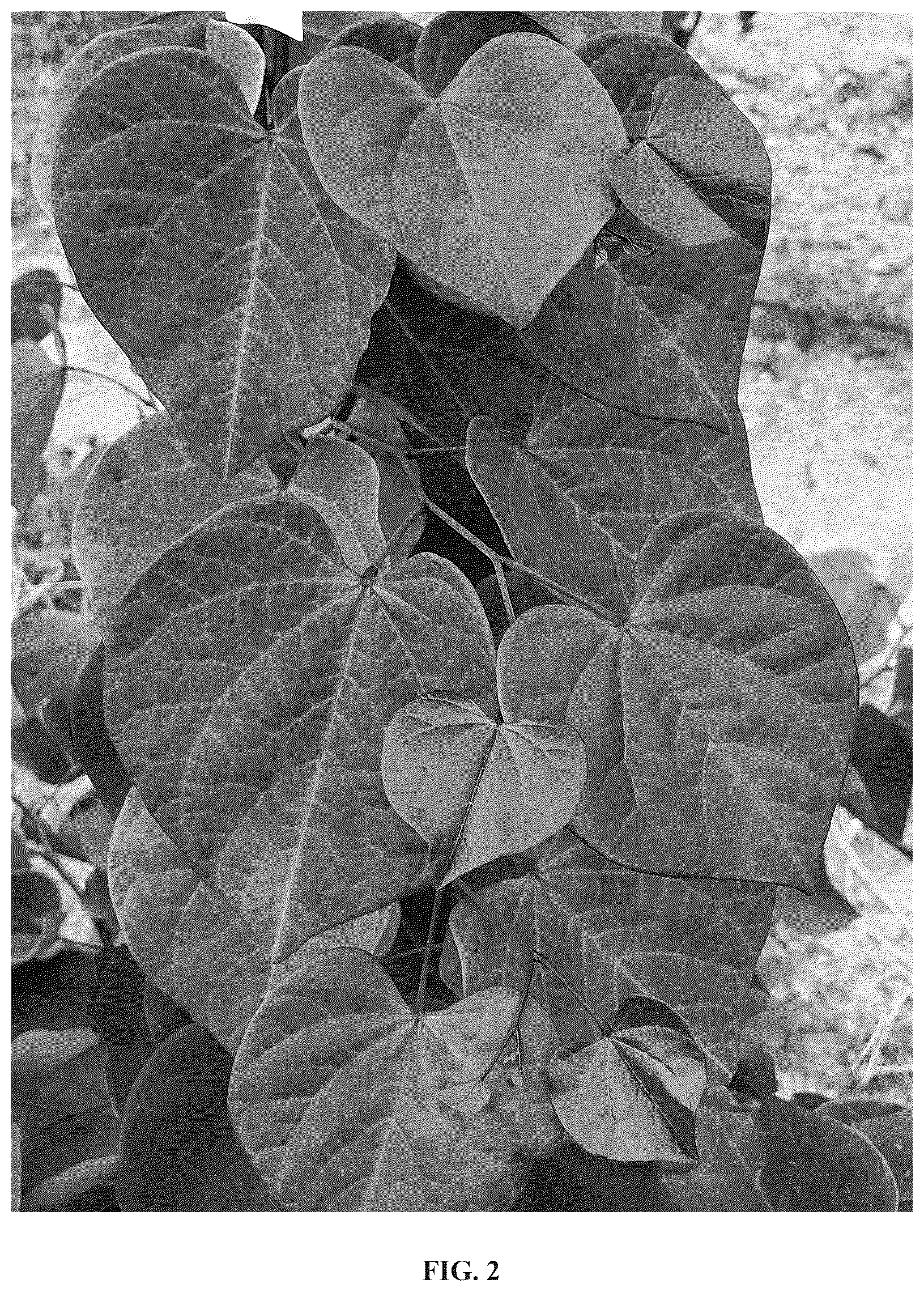 Patent USPP036785 Figure 2 – Cercis plant named ‘JN100’