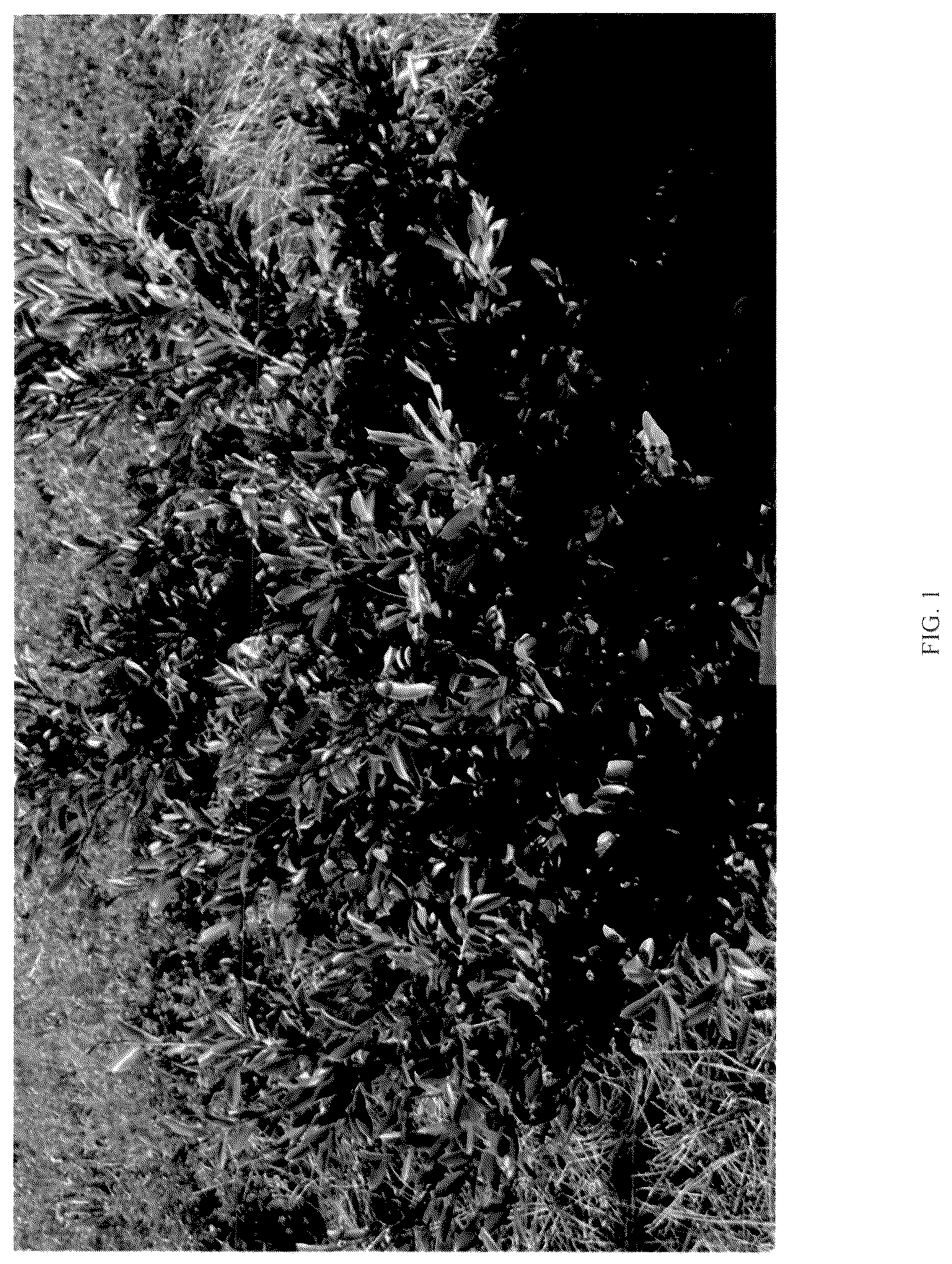 Patent USPP036786 Figure 1 – Distylium plant named ‘CG-46-22’