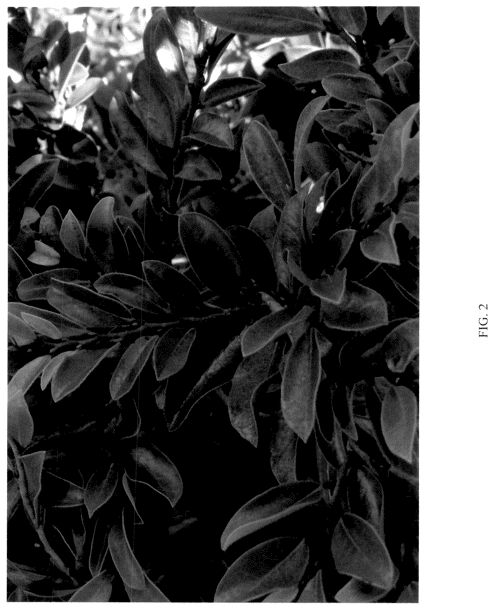 Patent USPP036786 Figure 2 – Distylium plant named ‘CG-46-22’