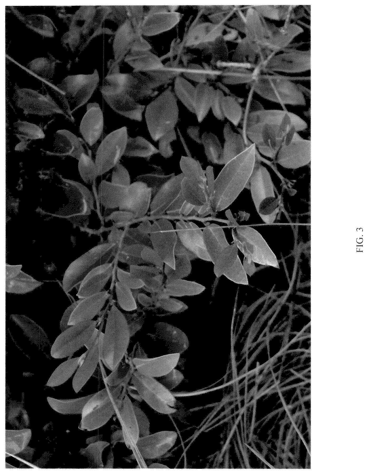 Patent USPP036786 Figure 3 – Distylium plant named ‘CG-46-22’