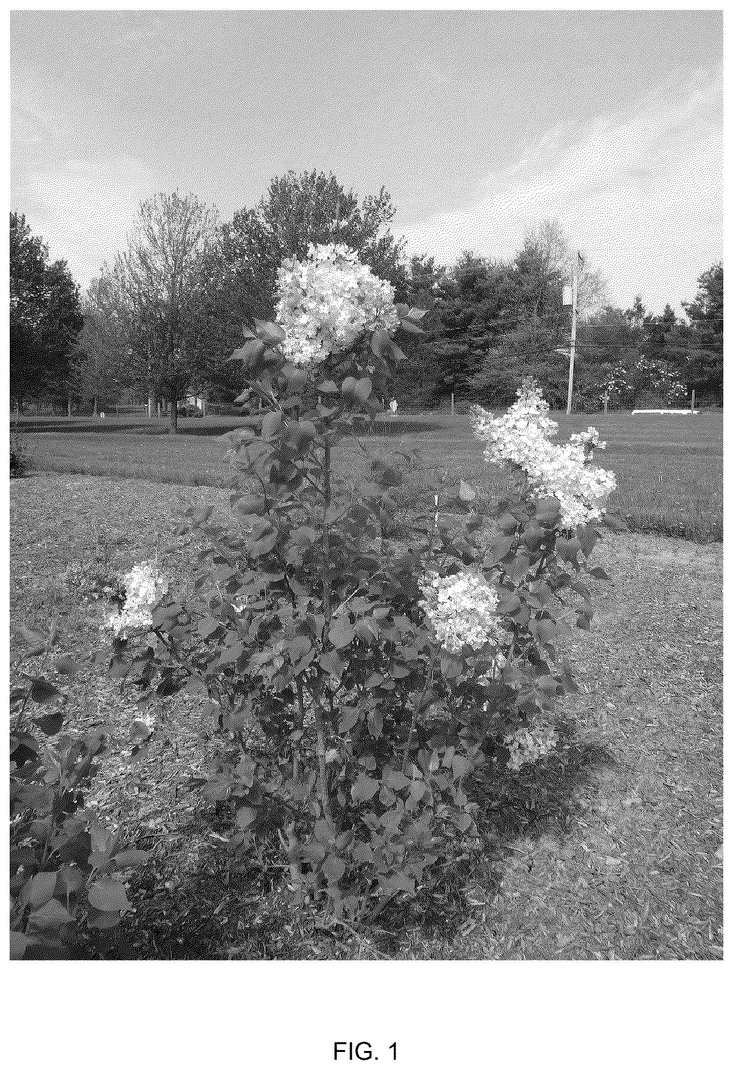 Patent USPP036787 Figure 1 – Syringa plant named ‘G13110’