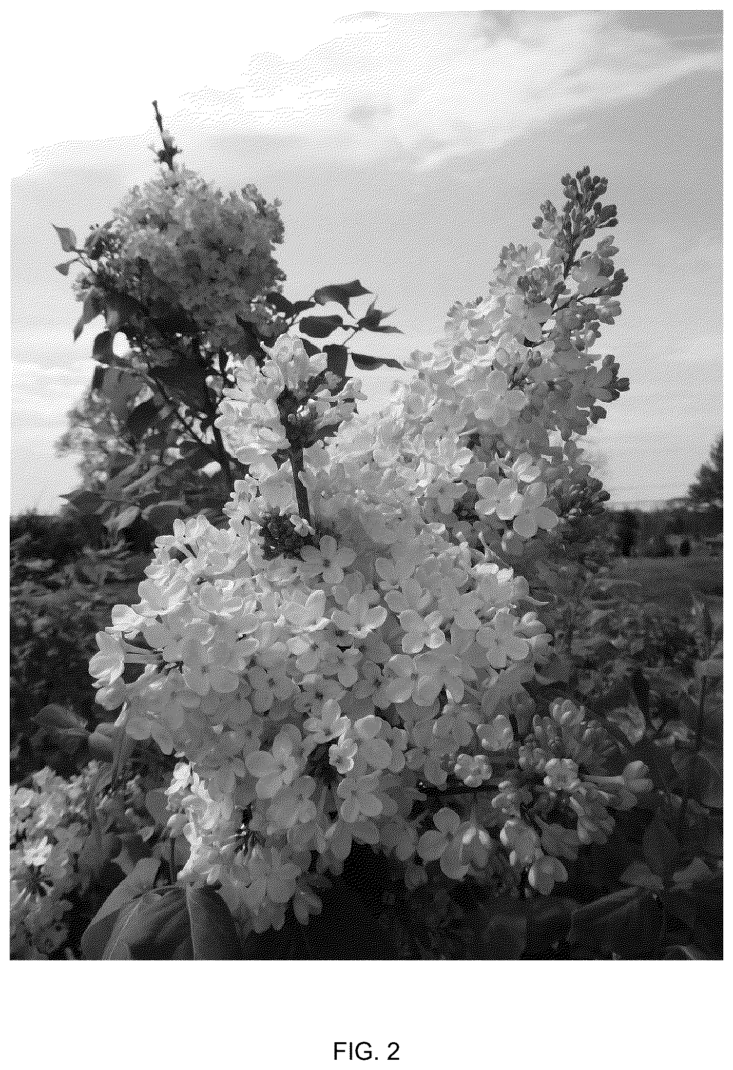 Patent USPP036787 Figure 2 – Syringa plant named ‘G13110’