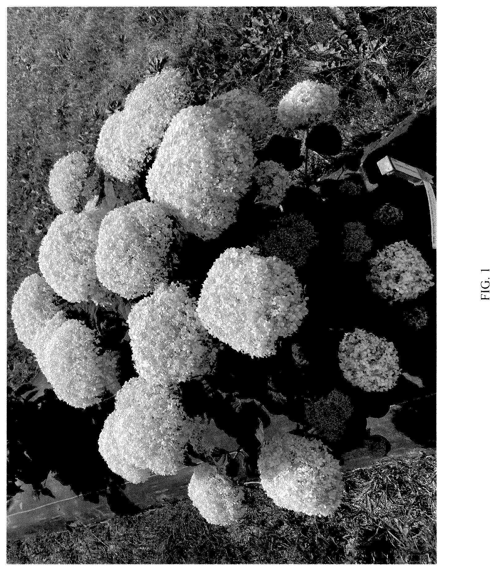 Patent USPP036788 Figure 1 – Hydrangea plant named ‘SMNHAGOV’