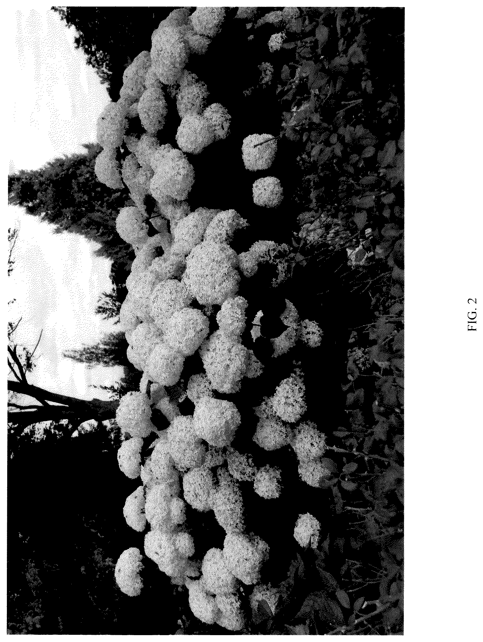 Patent USPP036788 Figure 2 – Hydrangea plant named ‘SMNHAGOV’