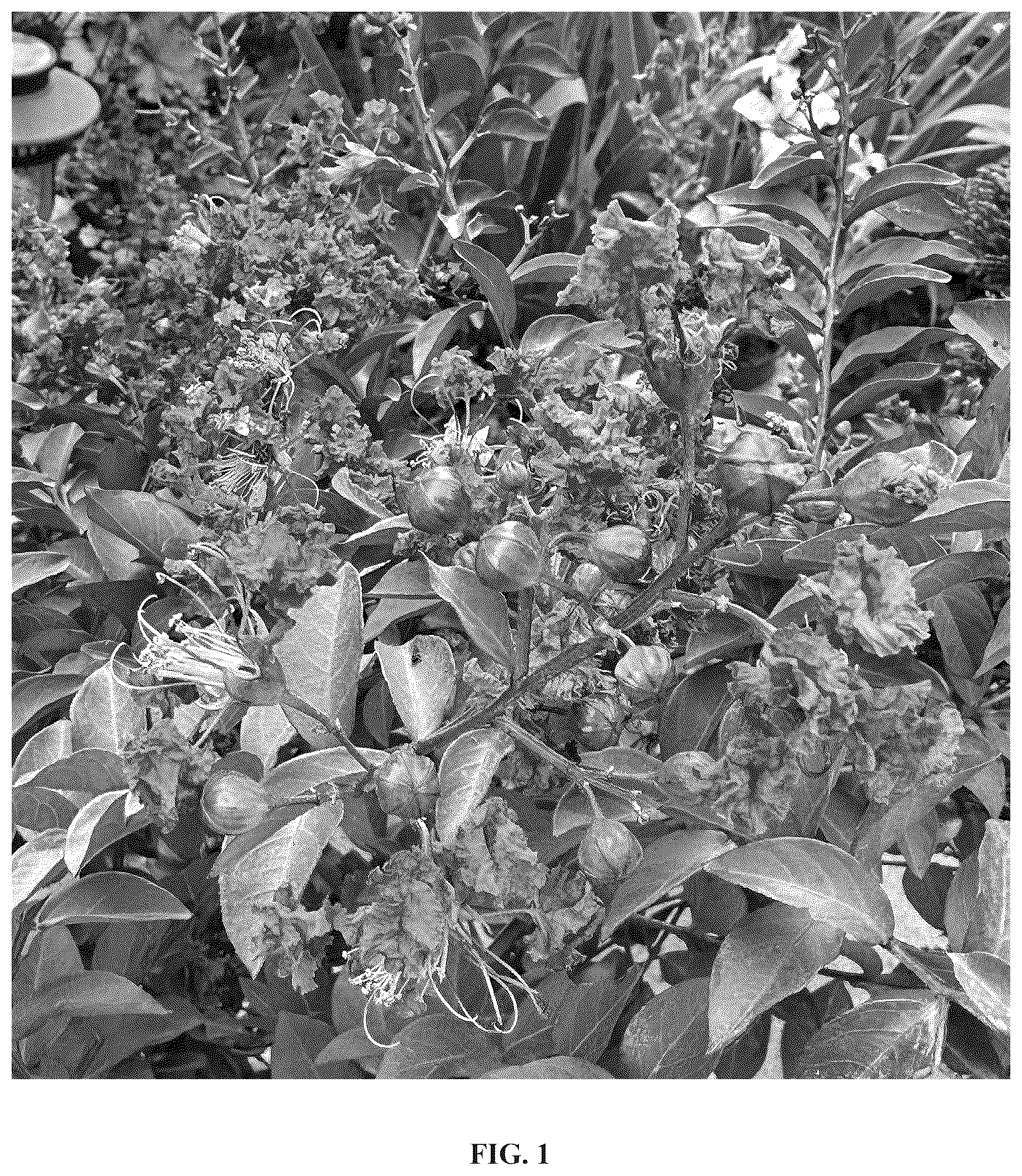 Patent USPP036789 Figure 1 – Lagerstroemia plant named ‘GV16103’