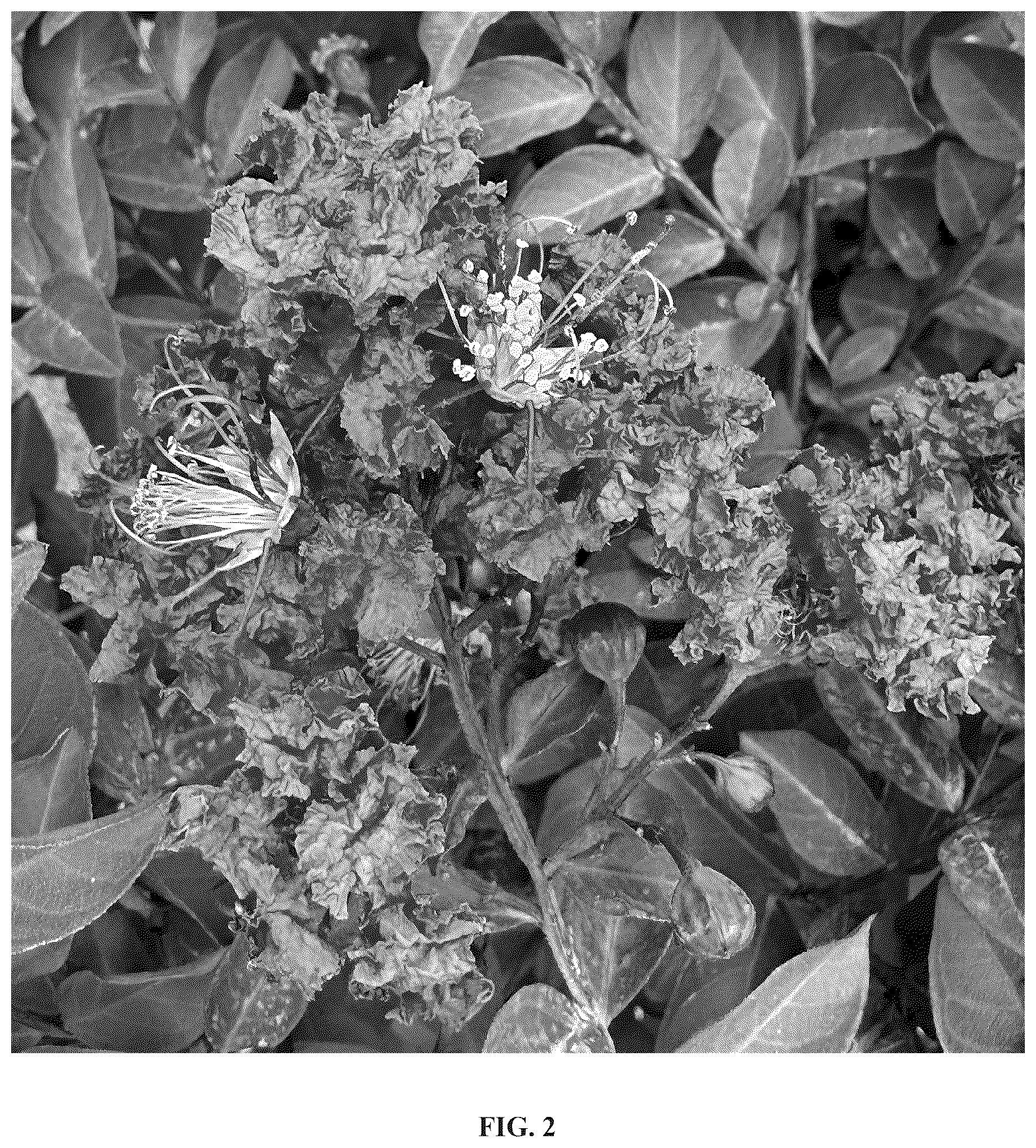Patent USPP036789 Figure 2 – Lagerstroemia plant named ‘GV16103’