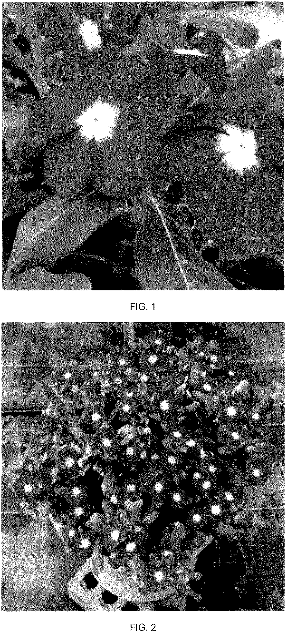 Patent USPP036790 Figure 1 – Catharanthus plant named ‘CARZ0002’