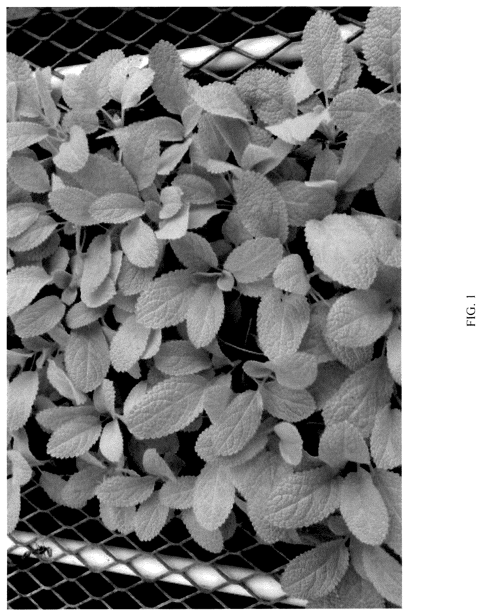 Patent USPP036792 — Stachys plant named ‘KEY LIME’ — Figure 1