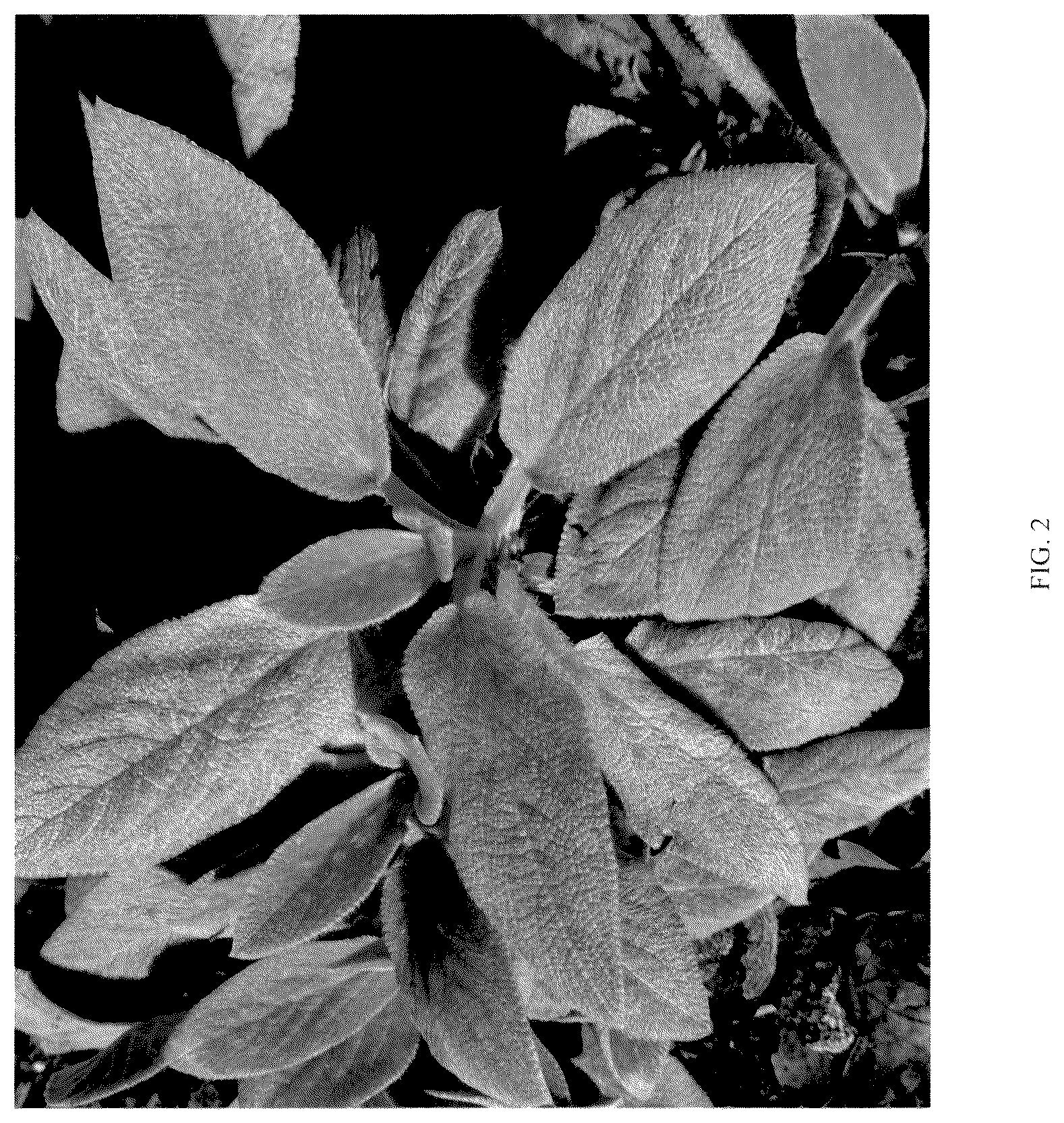 Patent USPP036792 Figure 2 – Stachys plant named ‘KEY LIME’