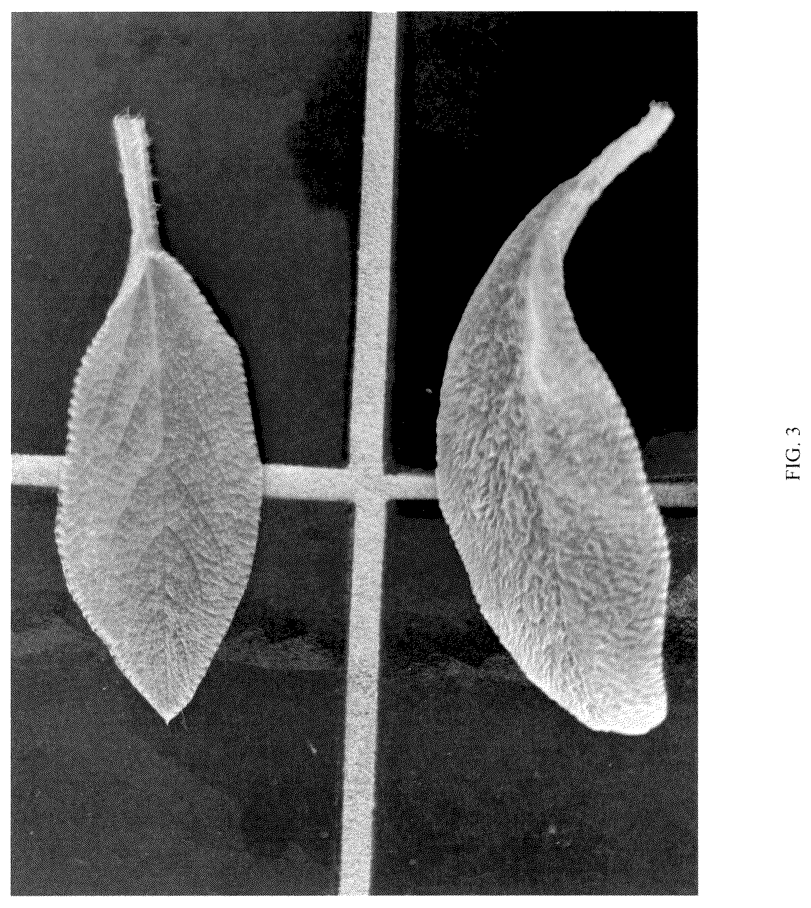 Patent USPP036792 Figure 3 – Stachys plant named ‘KEY LIME’